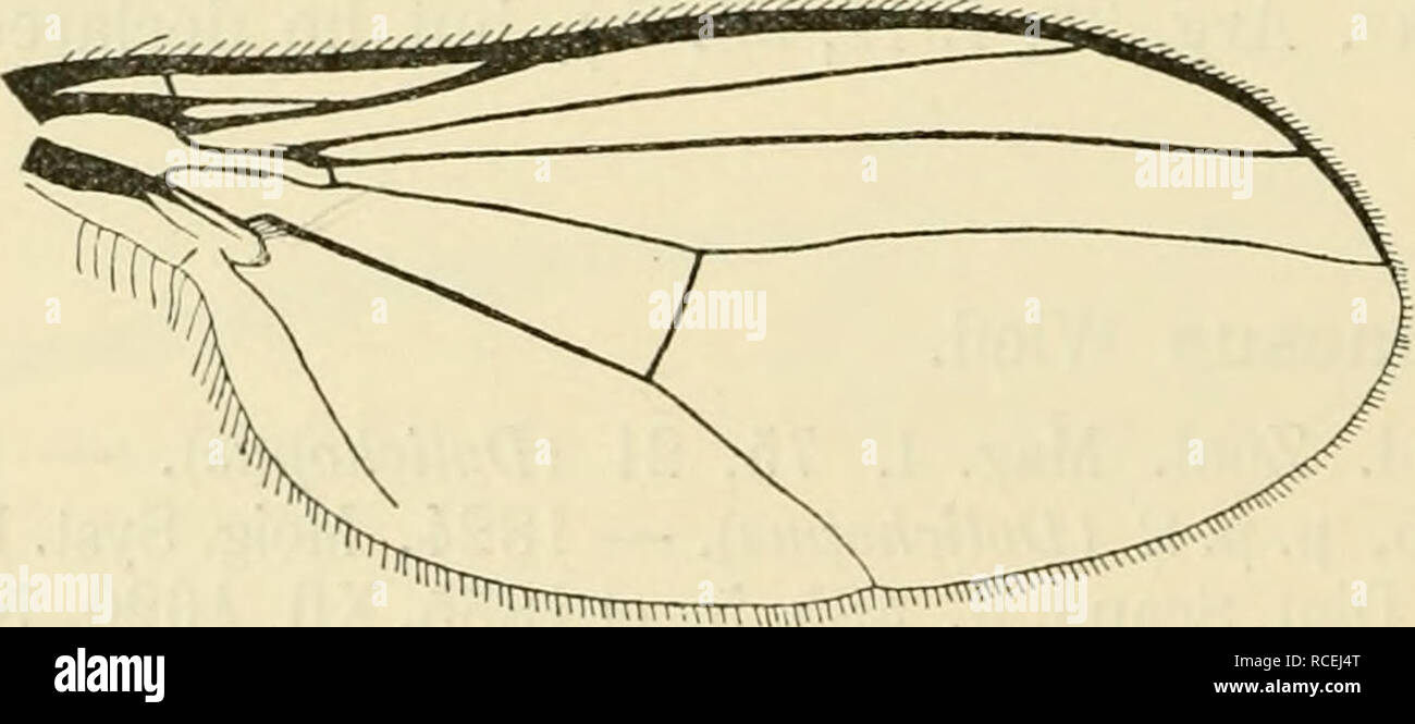. Diptera Danica: Gattungen und Arten von Fliegen, die bisher in Dänemark gefunden. Diptera - Dänemark. Abb. 69. Antenne von C. laesus d, von innen. X HO. mit zwei oder drei weiße prothoracic Borsten. Abdomen cyaneous Blau, nur an den Flanken dunkelgrün; es ist mit kurzen, schwarzen Haaren bekleidet, und hat kurze hindmarginal Borsten, nur ein wenig mehr auf das erste Segment. Venter grün, mit Schwärzlich oder braune Haare. Beine schwarz, coxa Coxa vorne etwas grau, grau-weißen pruinose vorher, manchmal ein wenig bräunlich an der Spitze, und die trochanter ein wenig blass; femora etwas metallisch grün Sh Stockfoto