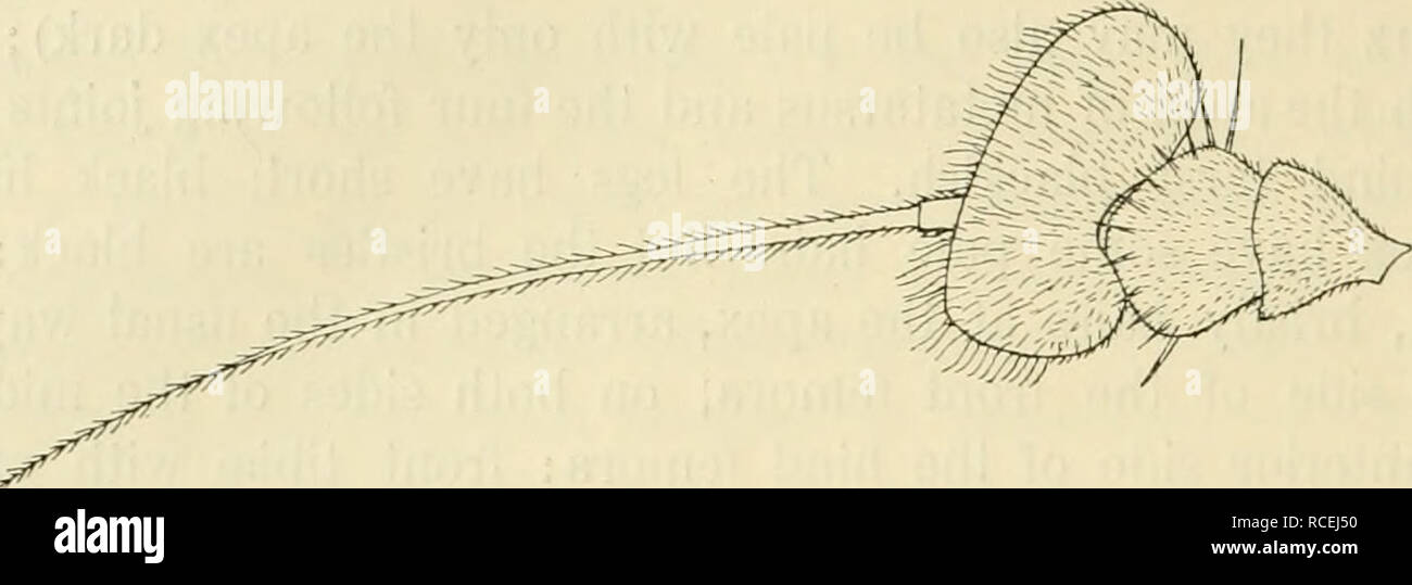 . Diptera Danica: Gattungen und Arten von Fliegen, die bisher in Dänemark gefunden. Diptera - Dänemark. 216 brachycera Orthorrhapha. Schwarz, dritten gemeinsamen grosser, breiter als lang. Thorax grün, wenn von vorn oder von oben gesehen, aber Wenn von behlnd gesehen Es ist cyaneous Blau; es ist ein wenig bräunlich pruinose, glänzend; tlie acrostichal Haare sehr klein und unscharf. Pleura grün, grau; pruinose propleura. Abb. 69. Antenne von C. laesus d, von innen. X HO. mit zwei oder drei weiße prothoracic Borsten. Abdomen cyaneous Blau, nur an den Flanken dunkelgrün; es ist mit kurzen, schwarzen Haaren bekleidet, ein Stockfoto