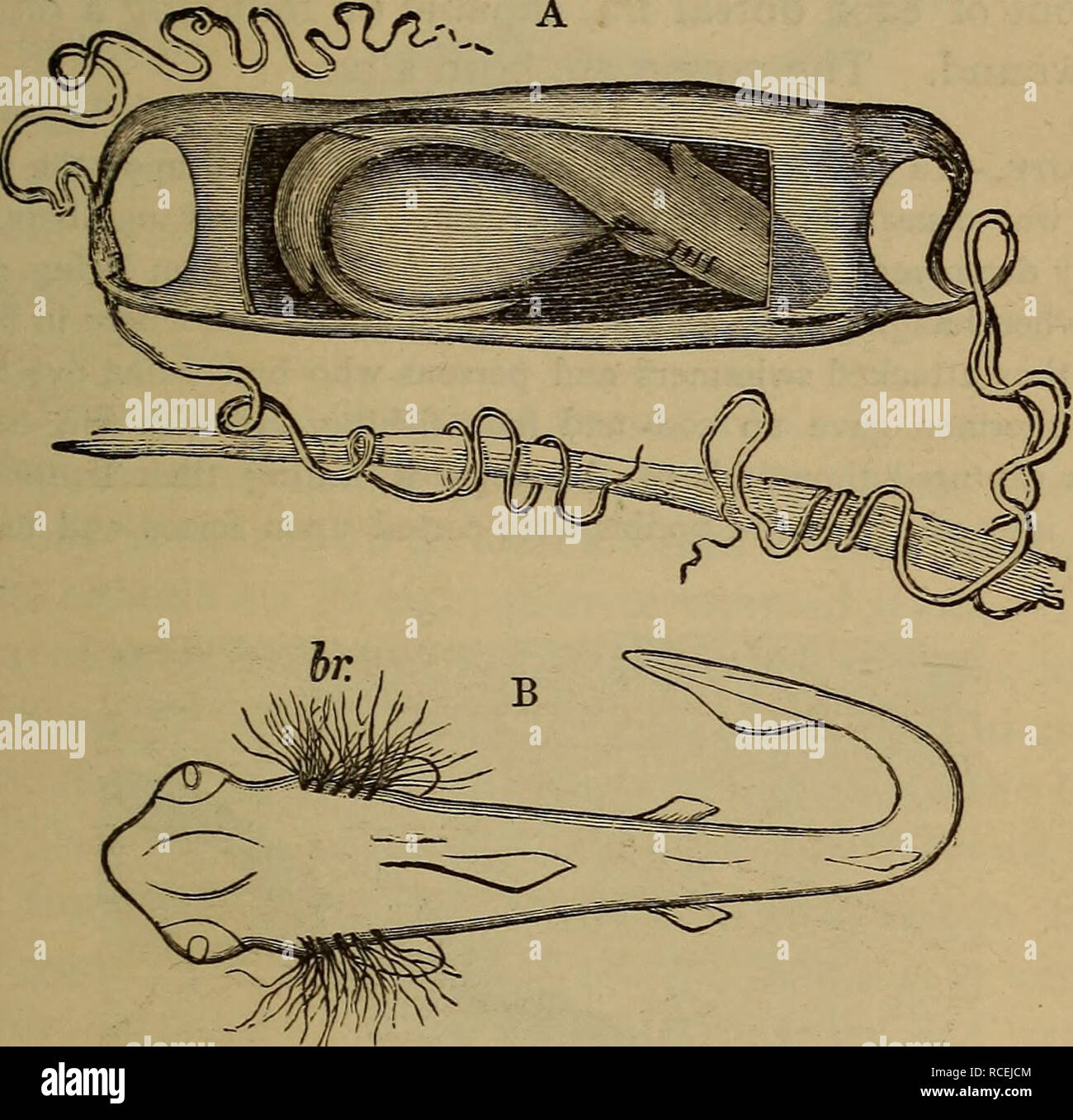 . Elemente der zoölogy. Zoologie. Die wahre Fische. 159 leicht verbogen oder mit einem Messer schneiden. Die Knochen, die die Gill schützen - Öffnungen in Knochenfischen wünschen, die kiemen nicht nur Schlitze, * von fünf bis sieben Paaren, mit dazwischen liegenden Trägern. Die Nocken des Schwanzes sind in der Regel ungleich.. Abb. 196. • Ein, Ei von einem Hai, der Anker Filamente, Shark, zeigt die externen Kiemen (Dr). B, embryo Um I. Plagiostomi. (Nurse-Sharks Scymm 'da). - Die Krankenschwester oder der Schlaf ist eine träge Shark auf der Ostküste von Nordamerika gefunden, gelegentlich erreichen eine Länge von 20 Metern. Eine Krankenschwester - Shark des südlichen Stockfoto