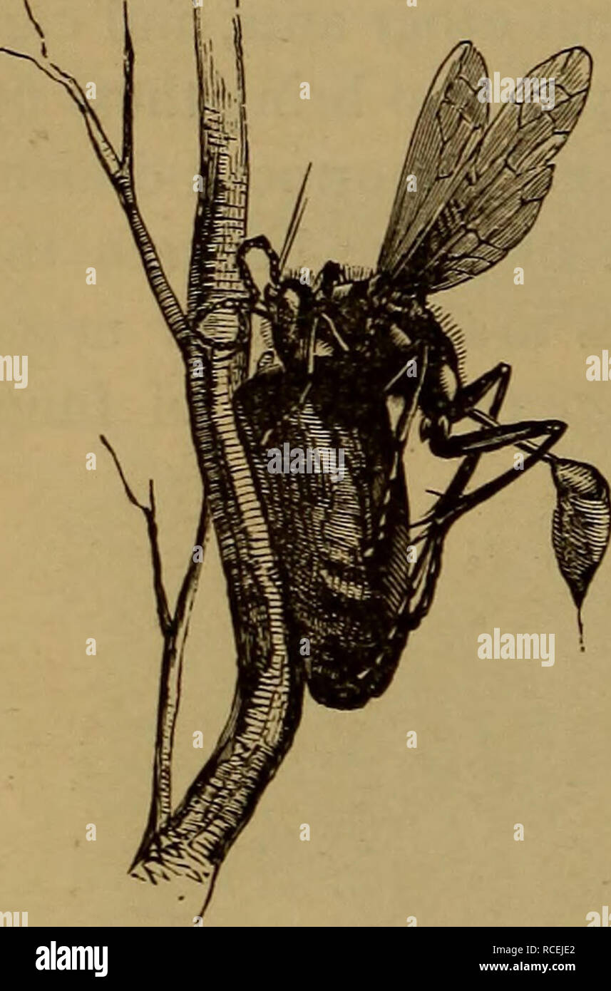 . Elemente der zoölogy. Zoologie. 40 Krebse und Insekten. Haben regelmäßige Farmen, auf denen sie scheinen die Anlage Aristida stricta zu kultivieren. Honey-Ants. - In der Myrmecocystus melliger von Tex-as, bestimmte Personen werden als Lagerhallen durch den Rest ausgewählt, gefüllt mit Honig (Abb. 175), und in speziellen Apartments als lebende Flaschen ausgesetzt. Sie sind gepflegt und von den anderen eher, den Honig zu geben, wenn es nötig ist. Wert. - Honig - Ameisen als Delikatesse in Mexiko gegessen. Für - mic-Säure ist von den Körpern der anderen gewonnen. Alle sind Aasfresser.. Abb. 76. - Schlamm - dauber Wasp Nest bauen. Stockfoto