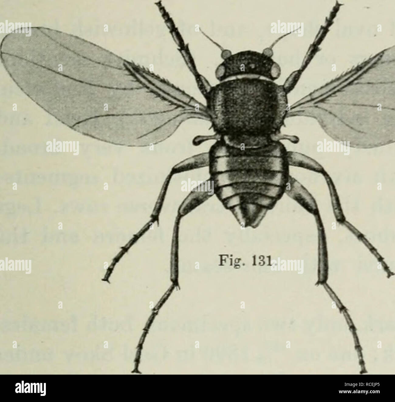 . Diptera Danica: Gattungen und Arten von Fliegen, die bisher in Dänemark gefunden. Dipteren. Platyphora. 439 sanft gewölbt, und ziemlich dicht mit Minute bekleidet Borsten; die drei Ocelli sichtbar leicht luteous; Antennen mit dem Dritten Gemeinsamen ziemlich groß, etwas gerundet; Thorax breite, flache, eher breiter als der Kopf, Winkel erträglich abgerundet, disk Shining (Aussehen, was eine kleine Sphaerocera), beladen mit sehr Minute Borsten, die eher seltener zum Teil behindert werden; scutellum eher langweilig, breitrandig, fast vier Mal so breit wie lang; Abdomen schwarz,. Bitte beachten Sie, dass diese im Stockfoto . Diptera Danica: Gattungen und Arten von Fliegen, die bisher in Dänemark gefunden. Dipteren. Platyphora. 439 sanft gewölbt, und ziemlich dicht mit Minute bekleidet Borsten; die drei Ocelli sichtbar leicht luteous; Antennen mit dem Dritten Gemeinsamen ziemlich groß, etwas gerundet; Thorax breite, flache, eher breiter als der Kopf, Winkel erträglich abgerundet, disk Shining (Aussehen, was eine kleine Sphaerocera), beladen mit sehr Minute Borsten, die eher seltener zum Teil behindert werden; scutellum eher langweilig, breitrandig, fast vier Mal so breit wie lang; Abdomen schwarz,. Bitte beachten Sie, dass diese im Stockfoto