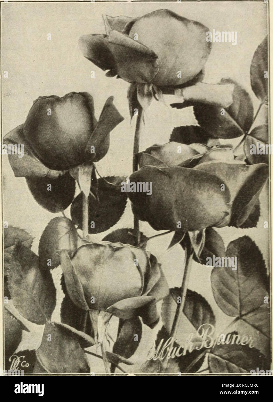 . Dingee Leitfaden zur Rose Kultur: Seit mehr als 60 Jahren eine Behörde. ROSES - Fortsetzung Ulrich Brunner eine große Rose, auf alle pflanzmaschinen als eines der Besten in dieser Klasse bekannt ist. Gewaltige, Große, kräftige Blüten, volle und globuläre; Reich, glühende Crimson, elegant geflammt mit Scarlet. Hardy, ungewöhnliche freie blühende Pflanze. Stark duftend. RUHM DER GARTENWELT. Neue Blume, große und feine, lang stiiT stammt; reine tief rot. Reichblühend. 25C. 5 für $ 1,00; zwei Jahre alte Pflanzen, 50c. jedes. MARIE BAUMANN. Crimson - Zinnoberrot, karminrot durchdrungen ist. Groß und voll. Jubiläum. Glühende samtig crimso Stockfoto