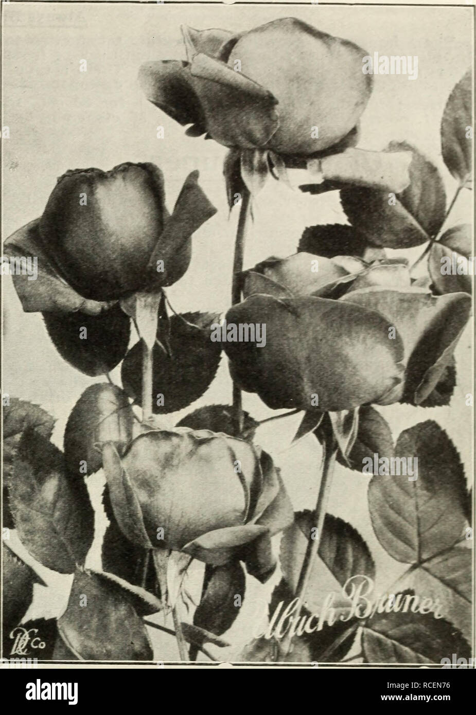 . Dingee Leitfaden zur Rose Kultur. "^Ulrich Brunner eine große Rose, auf alle pflanzmaschinen als eines der Besten in dieser Klasse bekannt ist. Gewaltige, Große, kräftige Blüten, volle und glob-ular; Reich, glühende Crimson, elegant geflammt mit narbe - lassen. Hardy, ungewöhnliche freie blühende Pflanze. Stark duftend. DER RUBTM GARTEXWELT. Neue Blume, große und feine, lange, steife Stiele; reine tief rot. Reichblühend. 25 c 5 für $ 1; zwei Jahre alte Pflanzen, 50 c Jeder. MARIE BAt 3 IAXX. Crimson - Zinnoberrot, karminrot durchdrungen ist. Groß und voll. Jubiläum. Glühende velvety Crimson. 20 cts. Pro, 3 für 5 0 cts.; zwei Jahre alte Pflanzen, 45 cts. ea Stockfoto