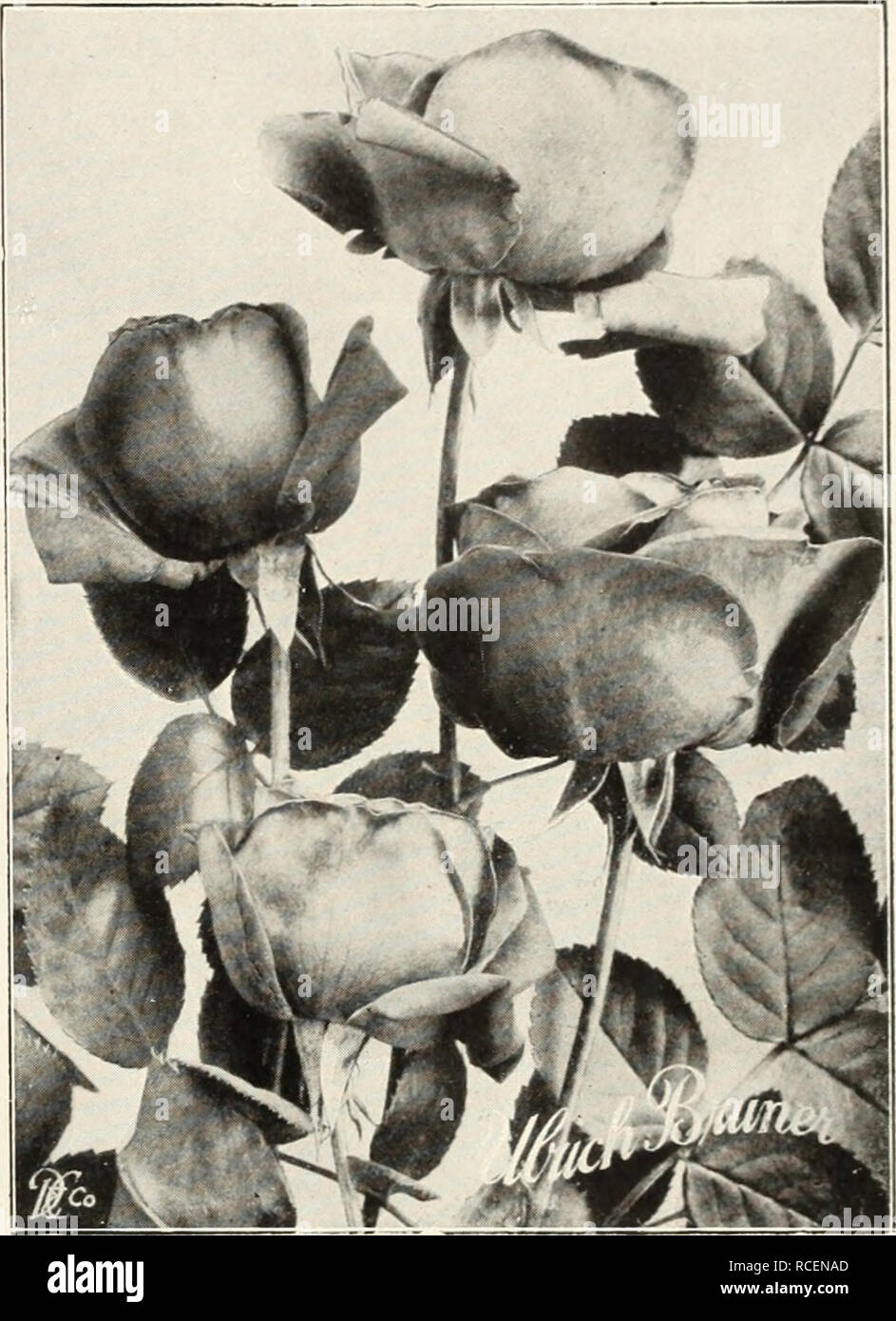. Dingee Leitfaden zur Rose Kultur: Seit mehr als 60 Jahren eine Behörde. ROSES - Fortsetzung Ulrich Brunner eine große Rose, auf alle pflanzmaschinen als eines der Besten in dieser Klasse bekannt ist. Gewaltige, Große, kräftige Blüten, volle und globuläre: Reich, glühende Crimson, elegant geflammt mit Scarlet. Hardy, ungewöhnliche freie blühende Pflanze. Stark duftend. RUHM DER GARTENWELT. Neue Blume, große und Tine, lange, steife Stiele; reine tief rot. Reichblühend. 25C. 5 für $ 1,00; zwei Jahre alte Pflanzen, 50c. jedes. MARIE BAUMANN. Crimson - Zinnoberrot, karminrot durchdrungen ist. Groß und voll. Jubiläum. Glühende samtig crimso Stockfoto