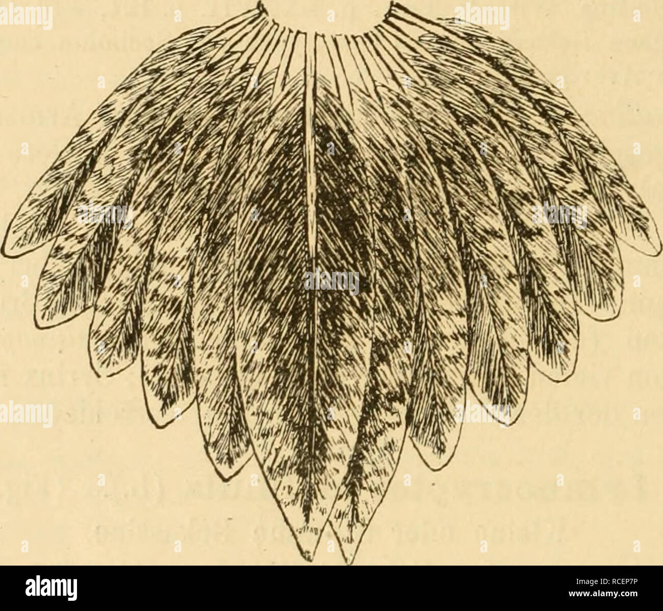 . Vögel der paläarktischen Fauna systematische Übersicht der in Europa sterben, nord-asien und der Mittelmeerregion vorkommenden Vögel. Vögel, Vögel, Vögel. 1670 Limicolae. weißen Endsäumen. Oberflügeldecken schwarz mit rotbraunen Zeichnungen und einigen feinen weißen Säumen, die längste Reihe mattschwarz mit schmalen braunen Säumen und weißen Flecken an den Spitzen der Innen-Fahnen. Handschwingen und Handdecken trüb schwarz mit schmalen schmutzigweißen Spitzensäumen, sterben Eine Höhle Armschwiugen bedeutend breiter, Sindh; innere verlängerte Armschwingen schwarz und rotbraun gefleckt und quergezeichnet, Stockfoto