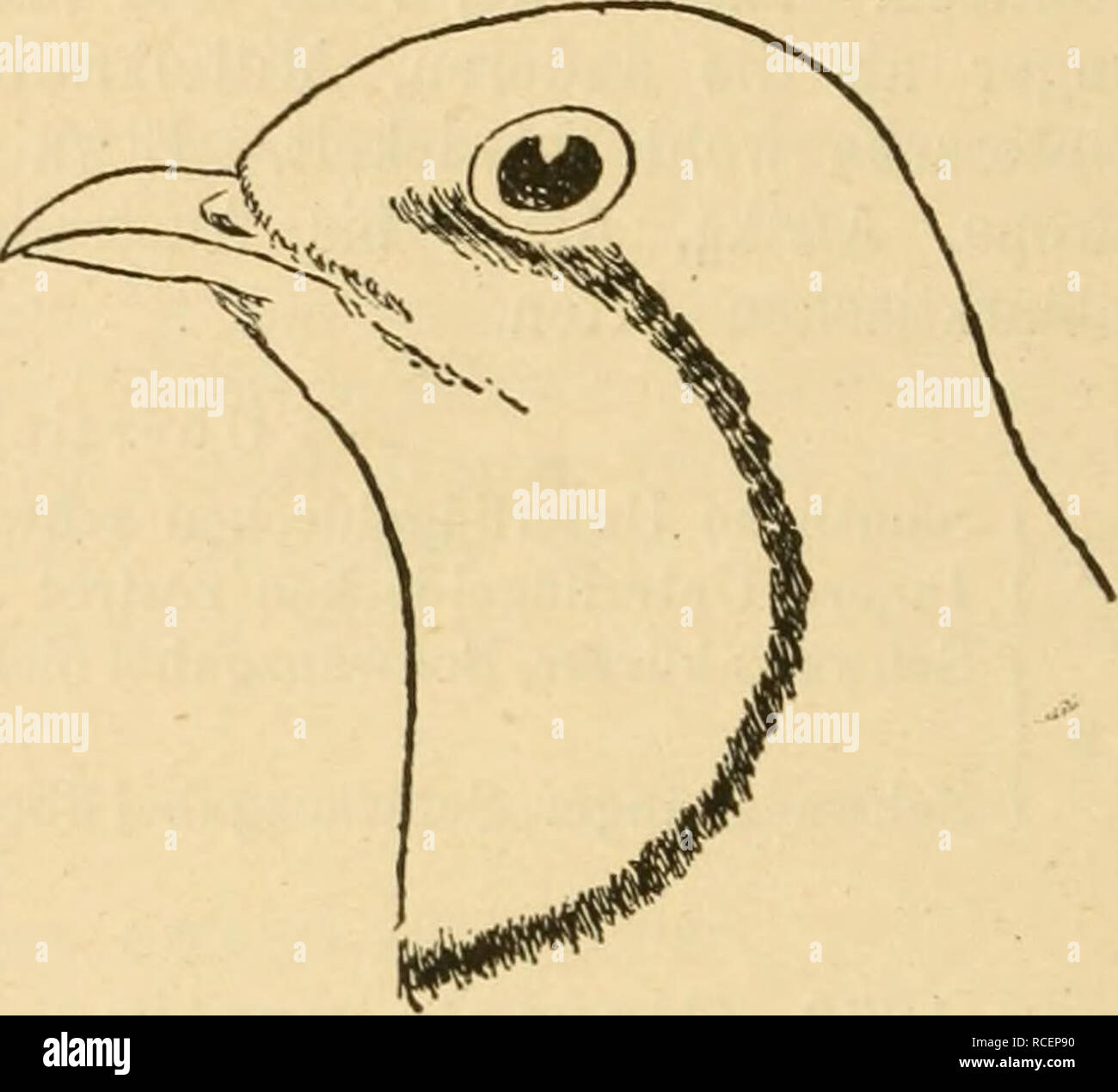 . Vögel der paläarktischen Fauna systematische Übersicht der in Europa sterben, nord-asien und der Mittelmeerregion vorkommenden Vögel. Vögel, Vögel, Vögel. 1528 Limicolae. und sterben Dr. Kehle umsäumender Halbkreis schwarz, letzterer noch schmal weiß eingefaßt. Kropf graubräunlich mit rostgelbem Anflug, nach der Brust zu gelblicher werdend, Unterkörper und Unterschwanzdecken weiß. Axillaren und innere Uifterflügeldecken rostrot, längste Serie und äußerste Reihen dunkel-braun, letztere mit zwei weißen Flecken und teilweise mit weißlichen Säumen. Iris dunkelbraun. Schnabel schwarz, Wurzel von den Nas Stockfoto