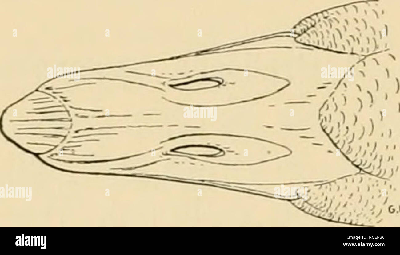 . Vögel sterben; Handbuch der systematischen Ornithologie. Vögel. 156 Lamellirostres. Zabnschnäbler. Tüpfel-Baumente. HinterhaLs und linist. In braunem seiteii Grunde mit runden weissen Flecken gezeichnet, AVeiclien schwarz und weiss gefleckt. Der Grrösse^ Orgenannten. Philadelphia |)], iinen Celehes, Molukken, Neuguinea. 18. Familie: Anseridae. Gänse .. Abb. 96. Gänse Sterben unterscheiden sich von den Enten durch längere, bis zur 8 chwanzs]) itze reichende oder This noch überragende Flügel und massig langen geraden oder abgerundeten "Schwanz, der bei jenen Keil-förmig ist. Der Lauf ist im Allgemeinen länger, Stockfoto
