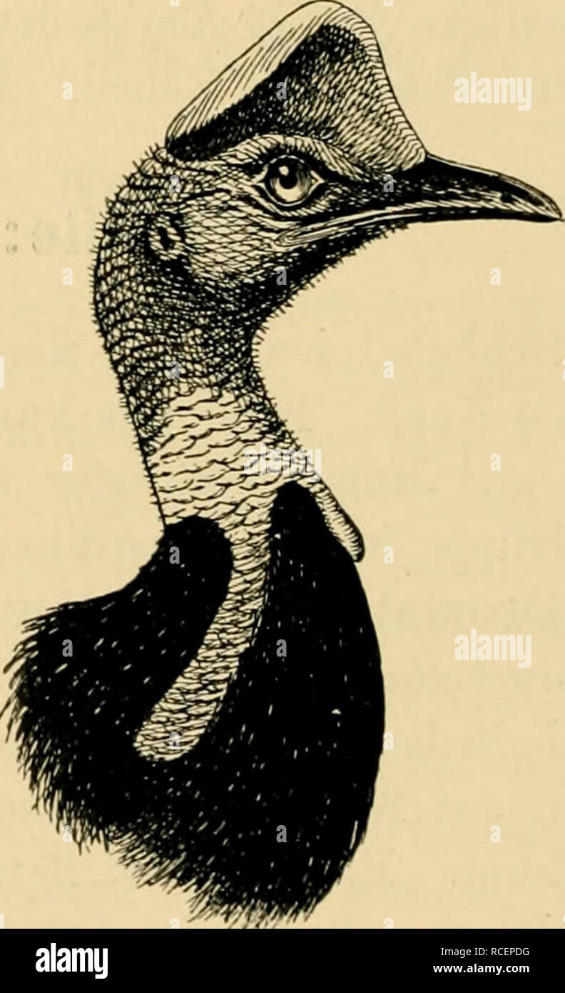 . Vögel sterben; Handbuch der systematischen Ornithologie. Vögel. Abb. 65. Abb. 66. C. casuarius (L.). Lappen kurz, unter 10 cm lang, an der Wurzel dicht aneinander stossend. Ceram. *) Die Hon. W. Rothschild, eine Monographie der Gattung Casuarius: Trans. Zool. Soc. London 15. Pt. 5. 1900, S. 109. Mit Abbildungen. Bitte beachten Sie, dass diese Bilder sind von der gescannten Seite Bilder, die digital für die Lesbarkeit verbessert haben mögen - Färbung und Aussehen dieser Abbildungen können nicht perfekt dem Original ähneln. extrahiert. Reichenow, Anton, b. 1847. Stuttgart, F.Enke Stockfoto