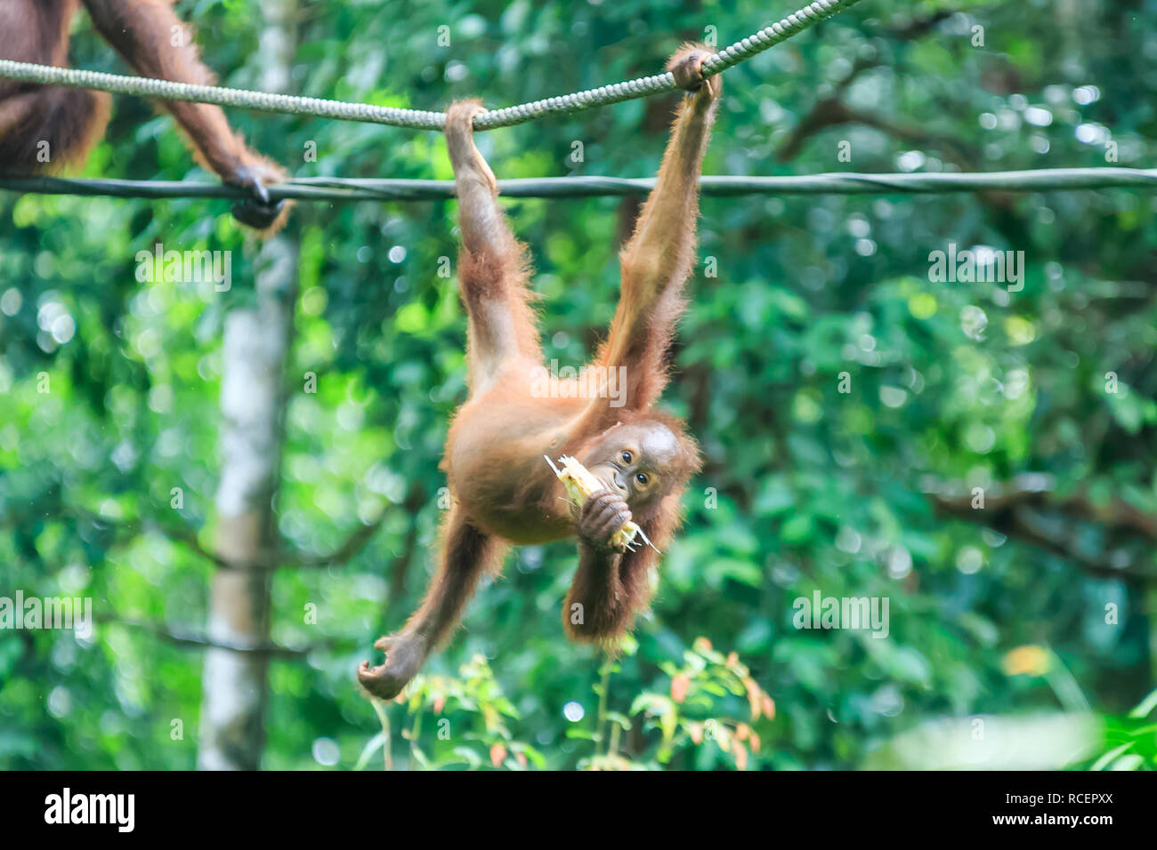 Orang-utans oder Pongo pygmaeus ist das einzige asiatische grosse auf der Insel Borneo und Sumatra gefunden Stockfoto