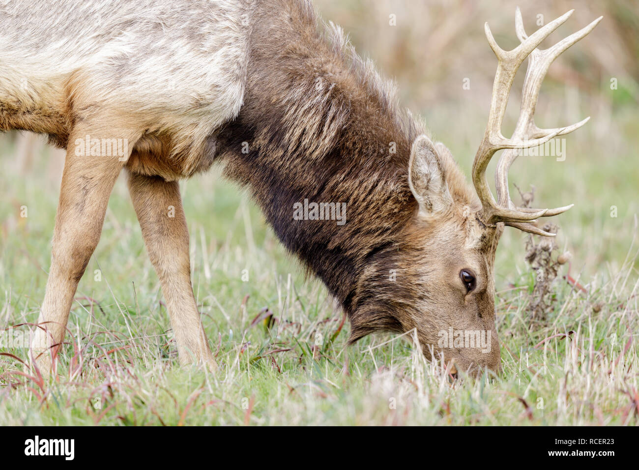 Tule Elk Stier nach Weiden. Stockfoto