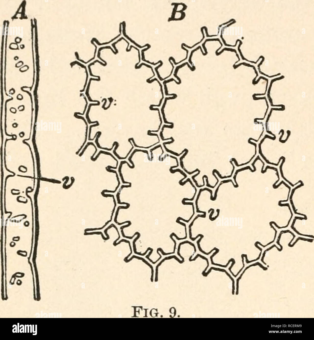 . Elemente der Pflanze Anatomie;. Botanik - Anatomie. 16 ELEMENTE DER PFLANZE Anatomie. Die zentripetale Wachstum ist der weitaus häufigere und umfasst alle Wachstum - Dicke der Wände für zwei Zellen. Es ist in den Zellen der beiden Klassen gefunden, in denen die Verdickung einheitlich ist, und diejenigen, in denen es ir ist - regelmäßig. Der ehemalige Klasse, die gewöhnliche Bast und libriform Zellen liefern die besten Beispiele, wo die primäre Wand in Dicke zentripetal erhöht wird, bis nur noch ein kleiner Hohlraum bleibt. Von den letzteren Klasse es gibt verschiedene Arten. Beginnend mit denjenigen, in denen nur ein kleiner Teil verdickt ist, die Stockfoto