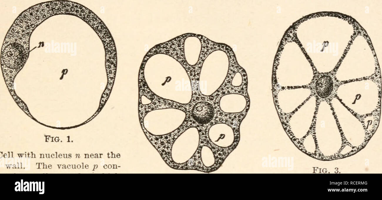 Plant Cell Vacuole Stockfotos & Plant Cell Vacuole Bilder Alamy