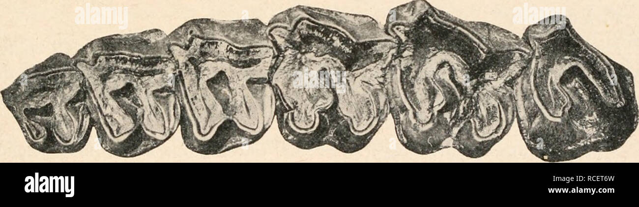 . Die Stämme der Wirbeltiere. Evolution; Paläontologie; Wirbeltiere. Abb. 652. Rekonstruktion des Skelettes von Leptaceratherium tridactylum, Osborn, ein oligozäner Protoceras Rhinocerotine aus den Betten (oberoligozän) von Süd Dakota, Nordamerika. (/ H.F. Osborn und J. L. Wortman.) Nashorn. - Heute in Südindien lebend, erscheint zuerst im unterpliozän Ostindiens.. Abb. 653. Linke obere Backenzahnreihe von Protaceratherium minutum Cuvier aus dein oberen Stampien (Mitteloligozän) von Auzon bei Alais (Dep. Gard, Frankreich). Original in der Sammlung der Universität Lyon. Ungefähr a/3 Nat. G Stockfoto