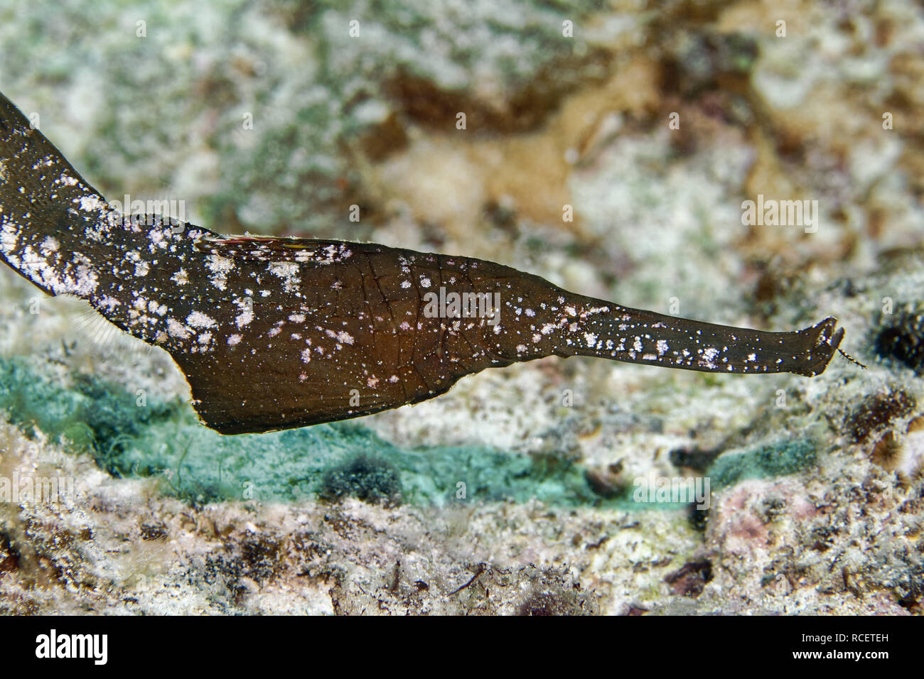 Geisterpfeifenfische - Solenostomus cyanopterus Stockfoto