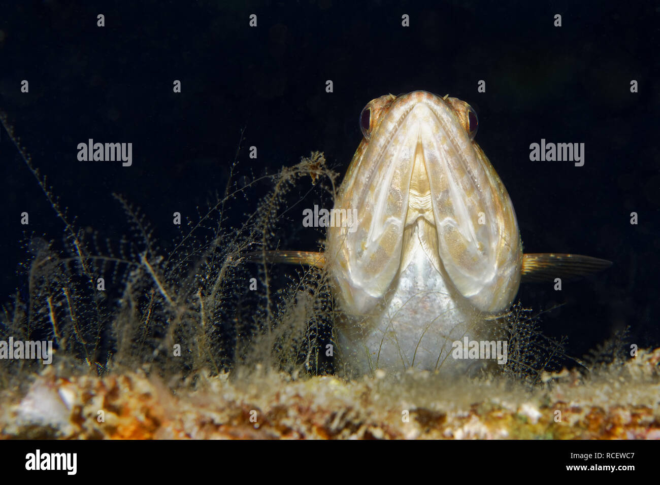 Lizardfish - Synodus sp. Stockfoto