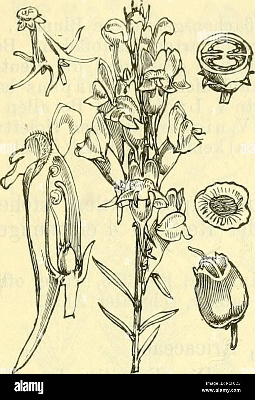 . Die wissenschaftliche Ausbildung des Apothekerlehrlings und seine Vorbereitung zum Gehülfenexamen: mit Rücksicht auf die neuesten Teilenavigator. Apotheke; Chemie; Physik; Botanik; Bildung, Apotheke. - 491 Scrophularineae (Antirrhineae).. Bitte beachten Sie, dass diese Bilder sind von der gescannten Seite Bilder, die digital für die Lesbarkeit verbessert haben mögen - Färbung und Aussehen dieser Abbildungen können nicht perfekt dem Original ähneln. extrahiert. Schlickum, O. (Oscar), 1838-1889. Leipzig: Günther Stockfoto