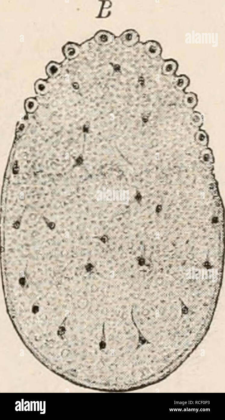 . Die Zelle und Gewebe. GrundzÃ¼Ge der Allgemeinen Anatomie und Physiologie. . ^ pr": "^"&gt;^! f -'' - 'i-* ir-- â Â¢Â§ l. Abb. 122. Superficielle Furchung des Insecteneies (Pieris erataegi) / BoBRETZKY. Aus R. Hertwig Abb. 100. ^ Theilung des Furchungskerns. B HeraufrÃ¼cken der Kerne zur Bildung der Keimhaut (blastoderm). C Bildung der Keimhaut. dringen in sterben protoplasmatische Rindenschicht ein, wo sie sich in Gleich-massigen AbstÃ¤nden voneinander anordnen. Jetzt Forst erfolgt auch bin Ei der Furchungsprocess, jahrforschung sterben Rindenschicht in so viele Zellen zerfÃ¤llt, als Kerne im Igv-li Stockfoto