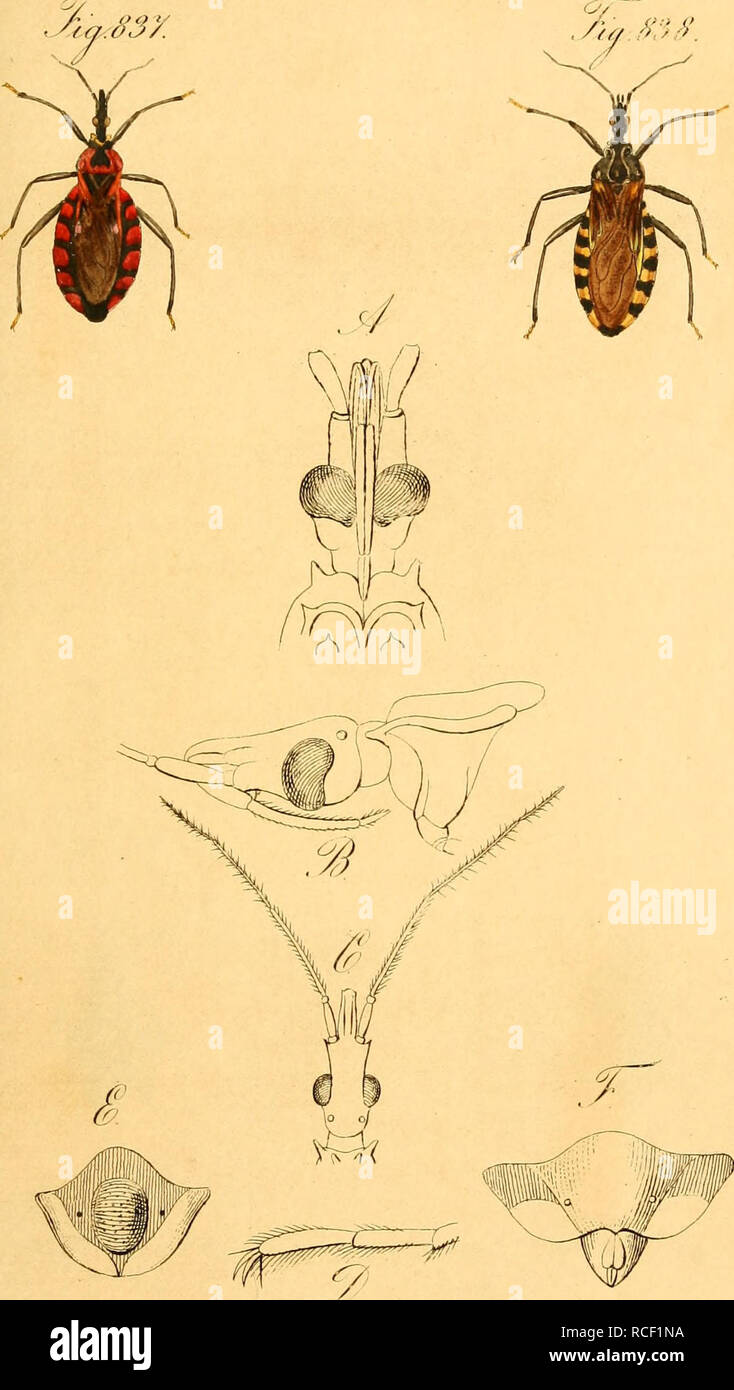 . Die wanzenartigen Insecten getreu nach der Natur abgebildet und