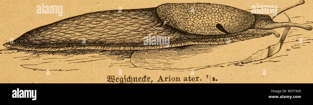 . Weich- und Schaltiere gemeinfasslich dargestellt Sterben. Muscheln. Stcfcrfd^ nede, Limax agrestis^ La einen älc SunercS St^^ Eti * li. fc^^ äblid in gelbem Härten unb. 5 (IIe Limax:=5 lrten! önnen Ta^t" auf mäßiger § ö^ e (angfam Burd^ bie Suft^ erablaffen, inbem fie Burd^ einen allmäf) lic^ Fid^ auSjielienben@d) (eimfaben am Hinteren^ örperranbe mit bem früheren (Stanbpunit in 35 erbinbung bleiben. Sig. 114.. Sßeajcfinecfe, Arion ater. Sn9^ orbameri! a,^a) Ein unb (S^ina giebt e §^^ cadtfc neden, beren Wankl ben ganzen dlMm biö^ Ähm l) interen (Snbe bebedft (Philomycus), anbere, beren^ (temöffnung Gan § f) Intensive li Stockfoto