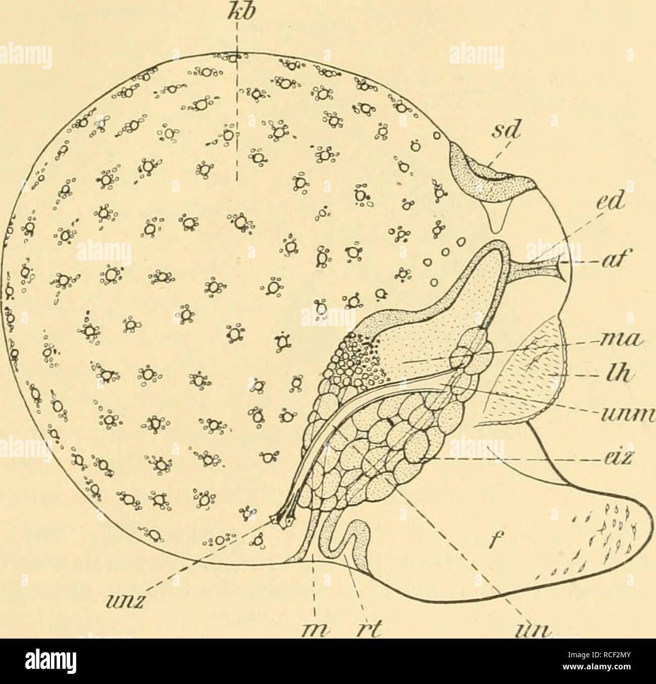 . Sterben, Weinbergschnecke Helix pomatia L.. Schnecken; Helix pomatia. - 115 11. Kapitel Embryonalentwicklung Das sterben sterben Nesthöhle abgelegte Ei besitztl einen Einspritzdruck von etwa 6 mm. Es setzt sich zusammen aus der äußeren Kalkschale, dem Ei-weißmantel und Dm von Nummern-oper umschlossenen eigentlichen embryonalen Keim, der befruchteten Eizelle (Vgl. Abb. 58). Ein letzterer allein vollziehen sich sterben Entwicklungsvorgänge, welche zur schließlichen Ausbildung einer jungen Schnecke führen. Nachdem sterben bereits in der Befruchtungstasche beginnende Bildung der Richtungskörperchen beendet und in der Ver-. Stockfoto