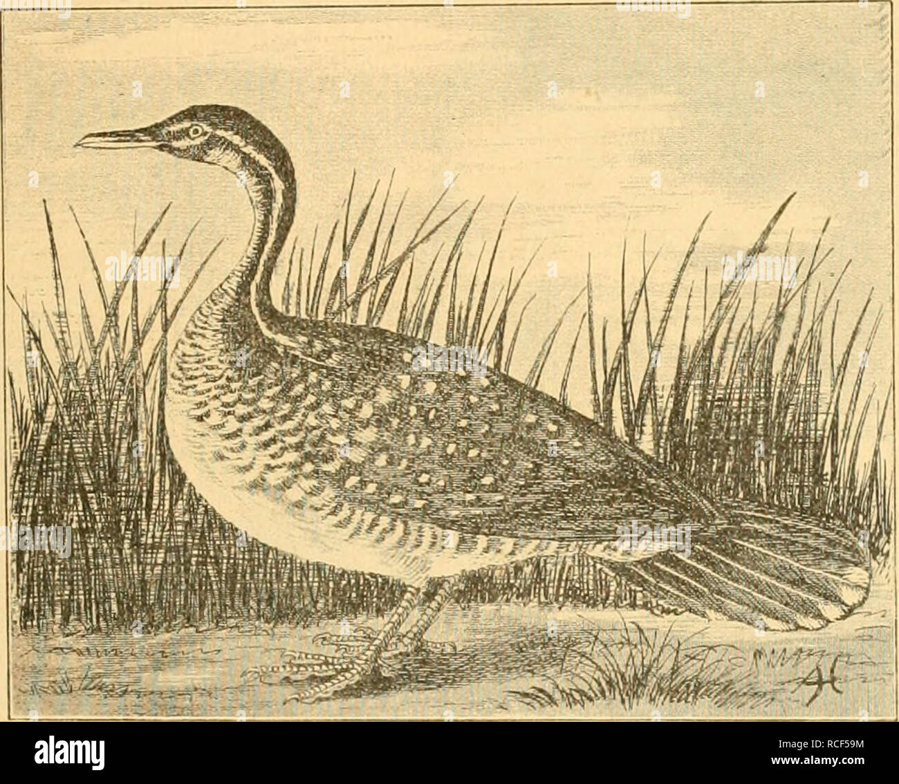 . Sterben Vögel Deutsch-Ost-Afrikas. Vögel. - 51 - 100. Podica senegalcnsis (Vieill.) (Ich" ig. 23) HeUonüs. senei/alen-sis Vieill. N. D. d'Hist. Nat. Xiv. 1 S 17 s. 277. L.550, F. 210mm. Zehen mit Lappenhäuten. Kopf, Nacken und Rücken schieferschwarz, Kehle weisslich, eine weisse Clemens vom Auge längs der Hals-Seiten, Oberrücken weiss gefleckt; Flügel olivenbraun mit weissen, schwarz um-säumten Flecken; Unterkörper weiss; Weichen braun und weiss Füsse gebändert; Roth, Roth, Oberkiefer Unterkiefer schwärzlich. Der junge Vogel ist ober-seits braun mit weissen Flecken auf Oberrücken und Flügeln Stockfoto