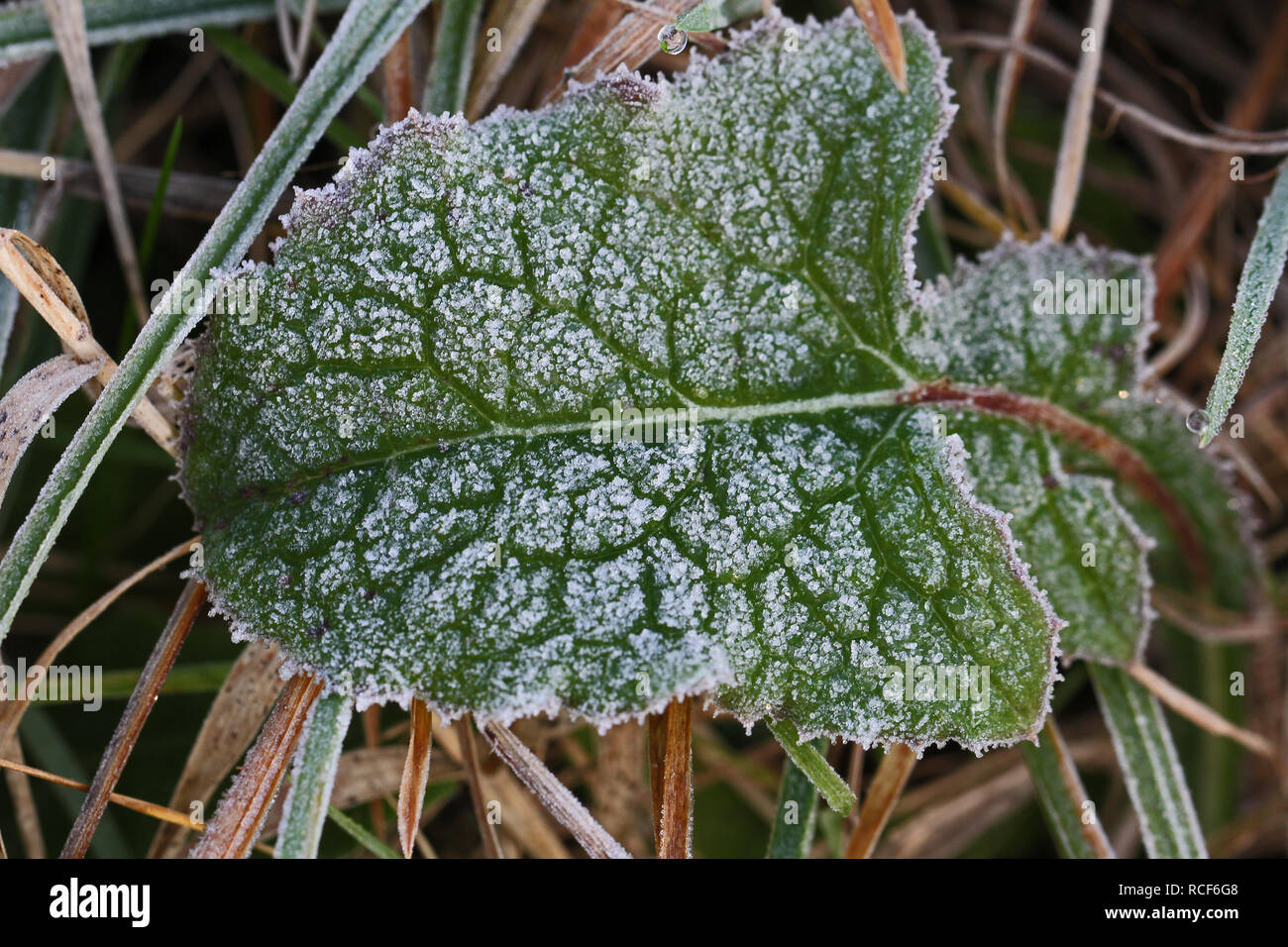 Eiskristalle oder Frost auf ein Blatt im frühen Morgen in Italien Stockfoto