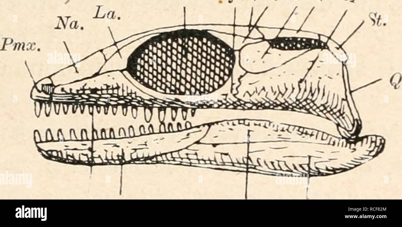 . Die Stämme der Wirbeltiere. Evolution; Paläontologie; Wirbeltiere. Abb. 517. Rekonstruktion des Schädels von Araeoscelis aus Buchsbaumholz, Wieland, aus dem Perm von crad-docks Ranch bei Seymour (Texas). Nat. Gr. Ihr Browser kann leider keine eingebetteten Frames anzeigen Ihr Browser kann leider keine eingebetteten Frames anzeigen: Schädel von; unten: Schädel und Unterkiefer von der Seite gesehen. (/ S. W. Williston, 1914.) Orb. g £ t&amp; ich £. Smx. De. Sang. Ang. Ang. = Angulare. Bo. = Basioccipitale. De. = Dentale. Flammpunkt = Foramen parietale Fr. -Frontale. H. Hinterhauptswand Ju-=Jugale. La=Lacrymale. N. in der Nasenöffnung. Na. = Nasale. Orb. Orbita. Abs. Parietale. Pmx. Praemaxillare. Po]. = Postfrontale. P Stockfoto