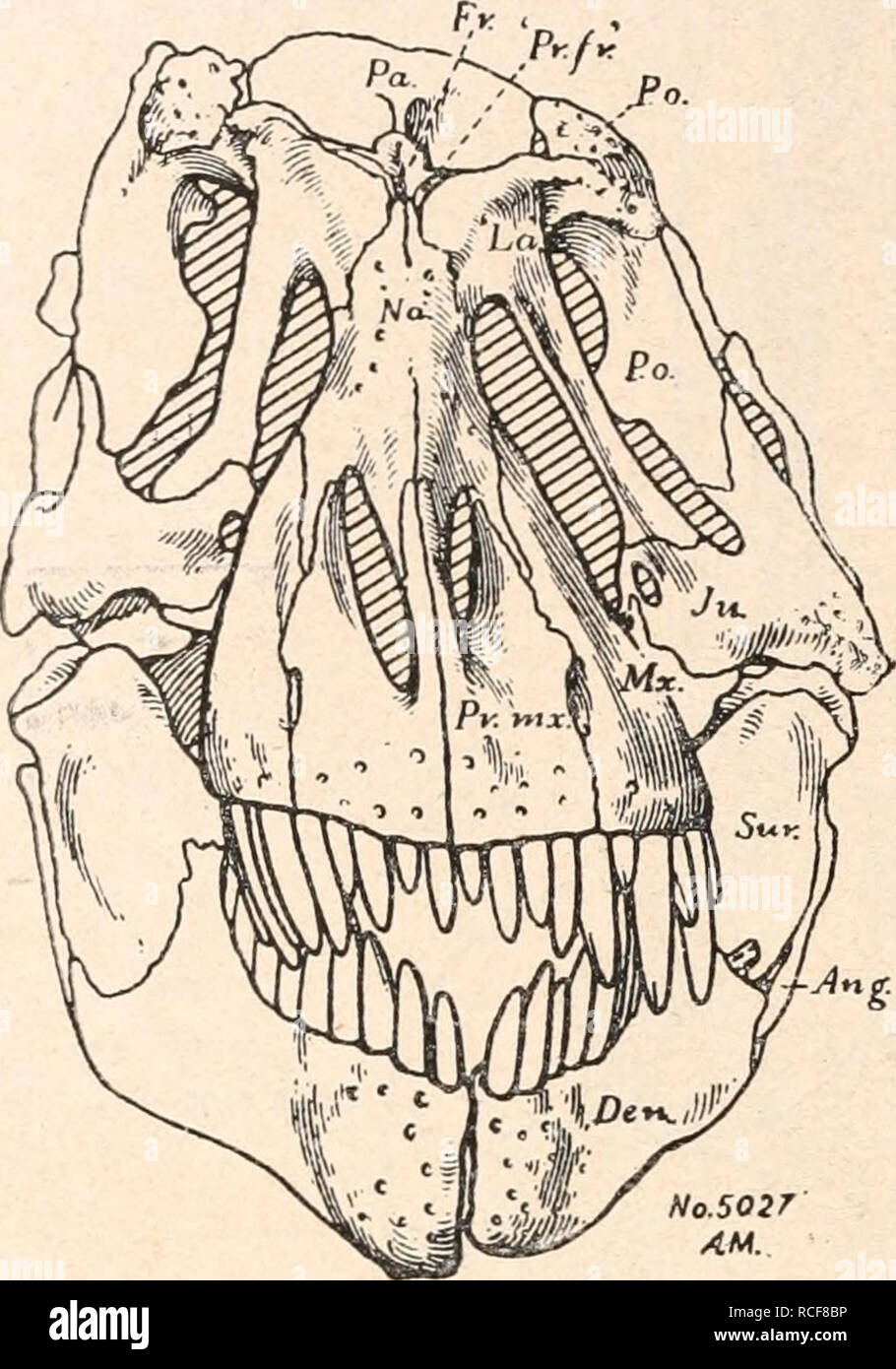 . Die Stämme der Wirbeltiere. Evolution; Paläontologie; Wirbeltiere. gQ 2 Sterben Stämme der Wirbeltiere. Genyodectes. - Obere Kreide von Chubiit, Patagohien.1 Abb. 469. Vorderansicht des Schädels von tyranno-Saurus Rex. (/ H.F. Osborn.) Ang. = Angulare. Den. = Dentale. Fr. = Frontale. Ju. = Jugale. "La". = Adlacrymale. Mx. = Supramaxillare. Na. = Nasale. Pa= Parietale. Po. = Postorbitale + Post-frontale. ,, Pr.fr". = Lacrymale (=Prae-frontale, aut.). Pr.mx. = Praemaxillare. Sur. = Supraangulare.. N o. 50 27 bin.. Bitte beachten Sie, dass diese Bilder aus gescannten Seite imag extrahiert werden Stockfoto