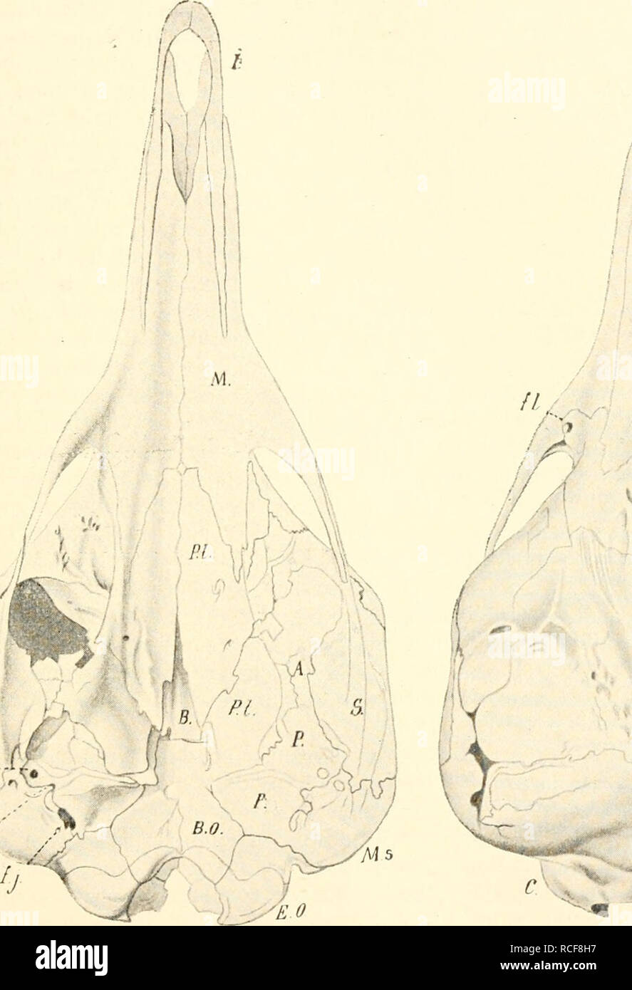 . Die sÃ¤Ugetiere. EinfÃ¼Hrung in der Anatomie und Systematik der fossilen recenten und Mammalia. Anatomie, Vergleichende; Säugetiere. Monolreinata, KiJiperl^ au. U) des Bindegewebes. Beim Weibchen tritt der ganze Ai) i) arat nur Rudi - mentÃ¤r auf. Stirbt dagegen sitriclit, Daten er ein Git'taijpaiat ist, desgleichen seine Lage und die jahreszeitliche Ab-i-espektive DrÃ¼se FiiT Zunahme Dei". 24:]. Fi - 244.. /: ^'ff fs Ni' SO AU. Abb. 243. Ventralansicht, Abb. 244. Dorsalansicht de.s Schadeis von Echidna hvstrix, / van Benimelen. Â ¢"., n. Gr. Nur die jedesmalige linke Seite ist-kÃ¶rperlich darge Stockfoto