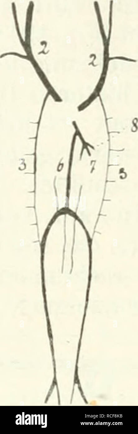 . Säugetiere sterben. Einführung in die Anatomie und Systematik der fossilen recenten und Mammalia. Anatomie, Vergleichende; Säugetiere; Säugetiere, Fossil. . Bitte beachten Sie, dass diese Bilder sind von der gescannten Seite Bilder, die digital für die Lesbarkeit verbessert haben mögen - Färbung und Aussehen dieser Abbildungen können nicht perfekt dem Original ähneln. extrahiert. Weber, Max Wilhelm Carl, 1852-1937. Jena G. Fischer Stockfoto