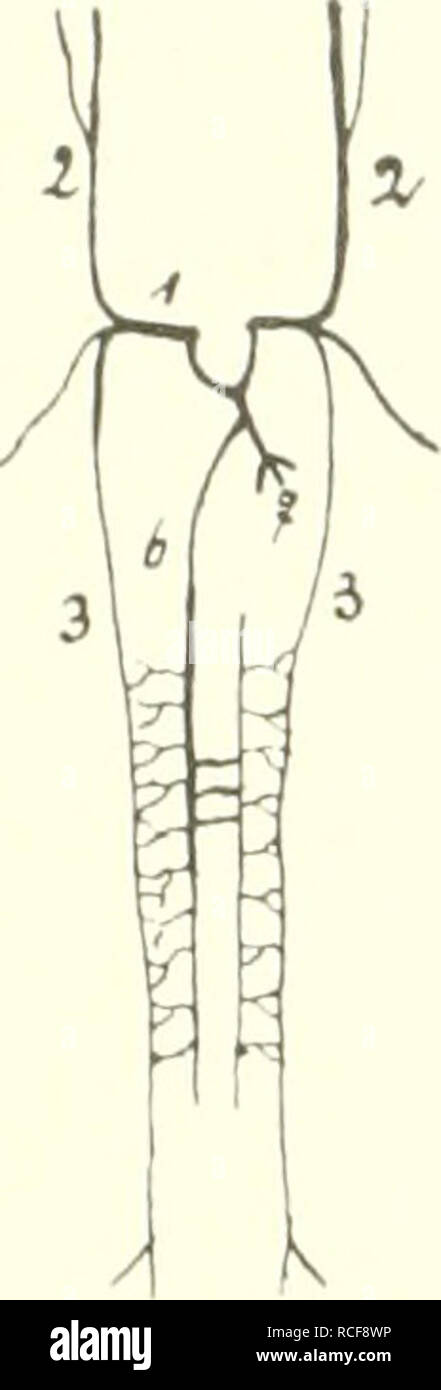 . Säugetiere sterben. Einführung in die Anatomie und Systematik der fossilen recenten und Mammalia. Anatomie, Vergleichende; Säugetiere. 236 IX. Cirkulationsorgane. Ein Geschichte (hinterer) Teil der Metameren" enen der on the left side Riimpf-Seite ergießt sein Blut in die Vena hemiazygos, sterben wenigstens zum Teil ein Rest der hinteren on the left side Kardinalvene ist. Bei verschiedenen Säugern vereinigt sich mit der Azygos Hemiazygos sterben, bei andei'en, z. B. den Ru-minantia. mündet sie direkt in das rechte Atrium.. Bitte beachten Sie, dass diese Bilder aus gescannten Seite Bilder, die digital verbessert worden sein können extrahiert werden Stockfoto