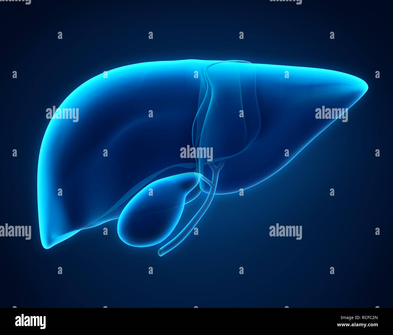 Leber und Gallenblase Anatomie Stockfoto