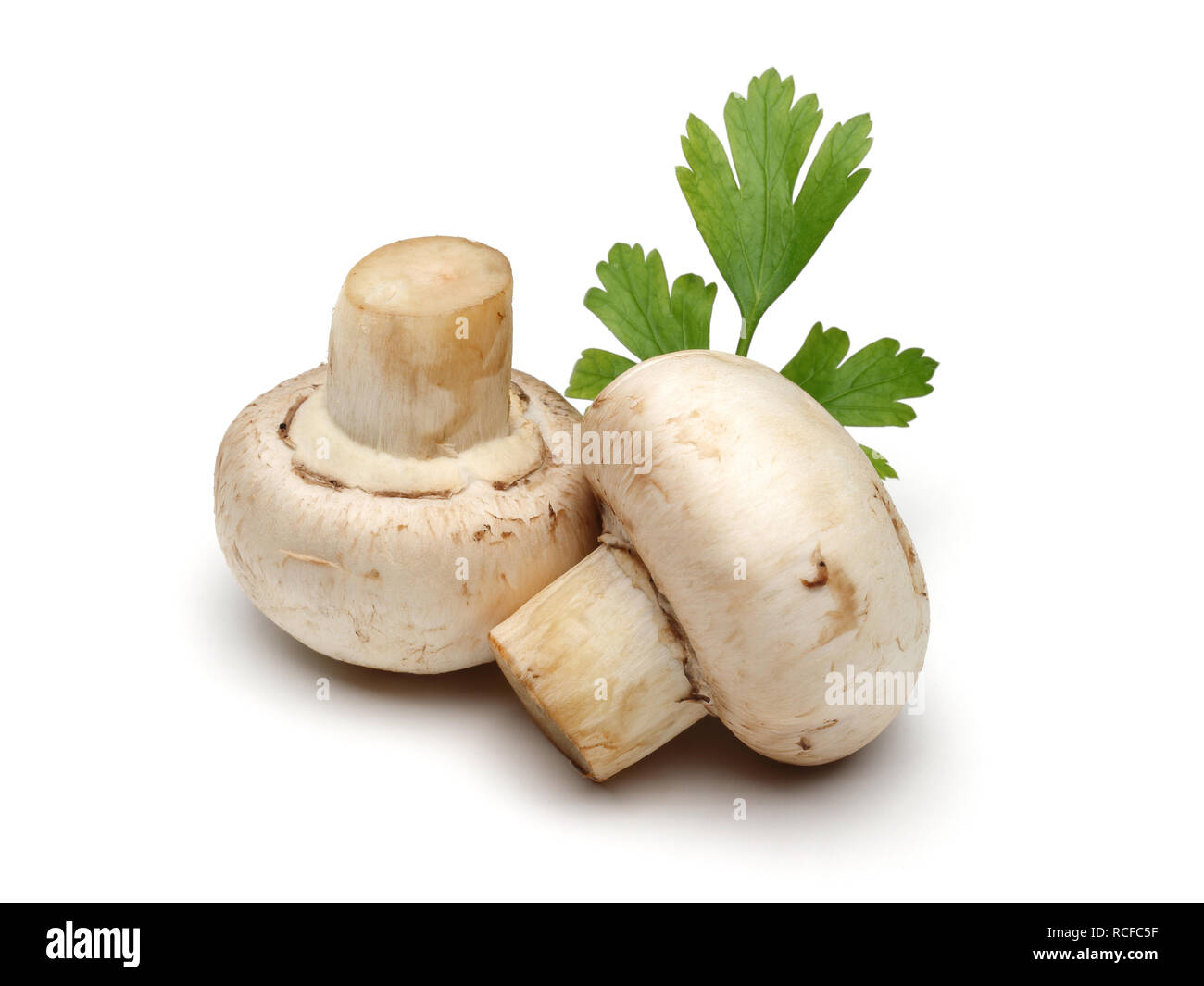 Pilze und grüne Petersilie auf weißem Hintergrund Stockfoto