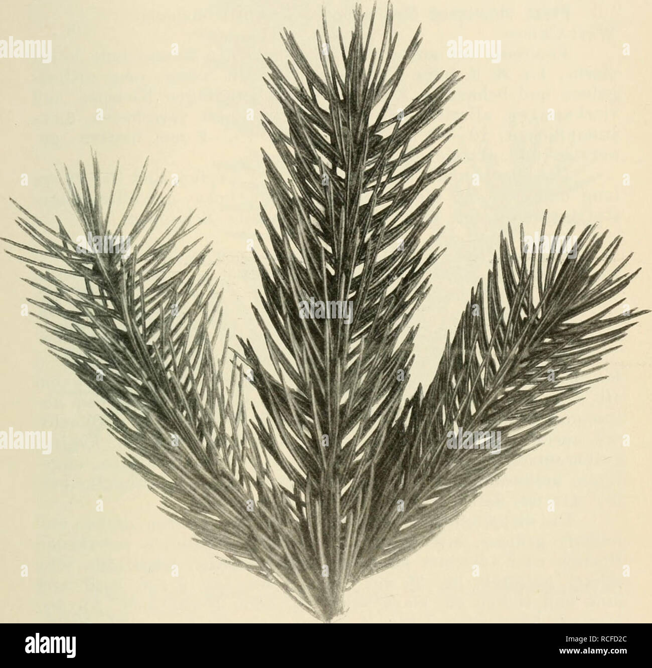 . Die winterharten Nadelhölzer Mitteleuropas ein Handbuch für Gärtner