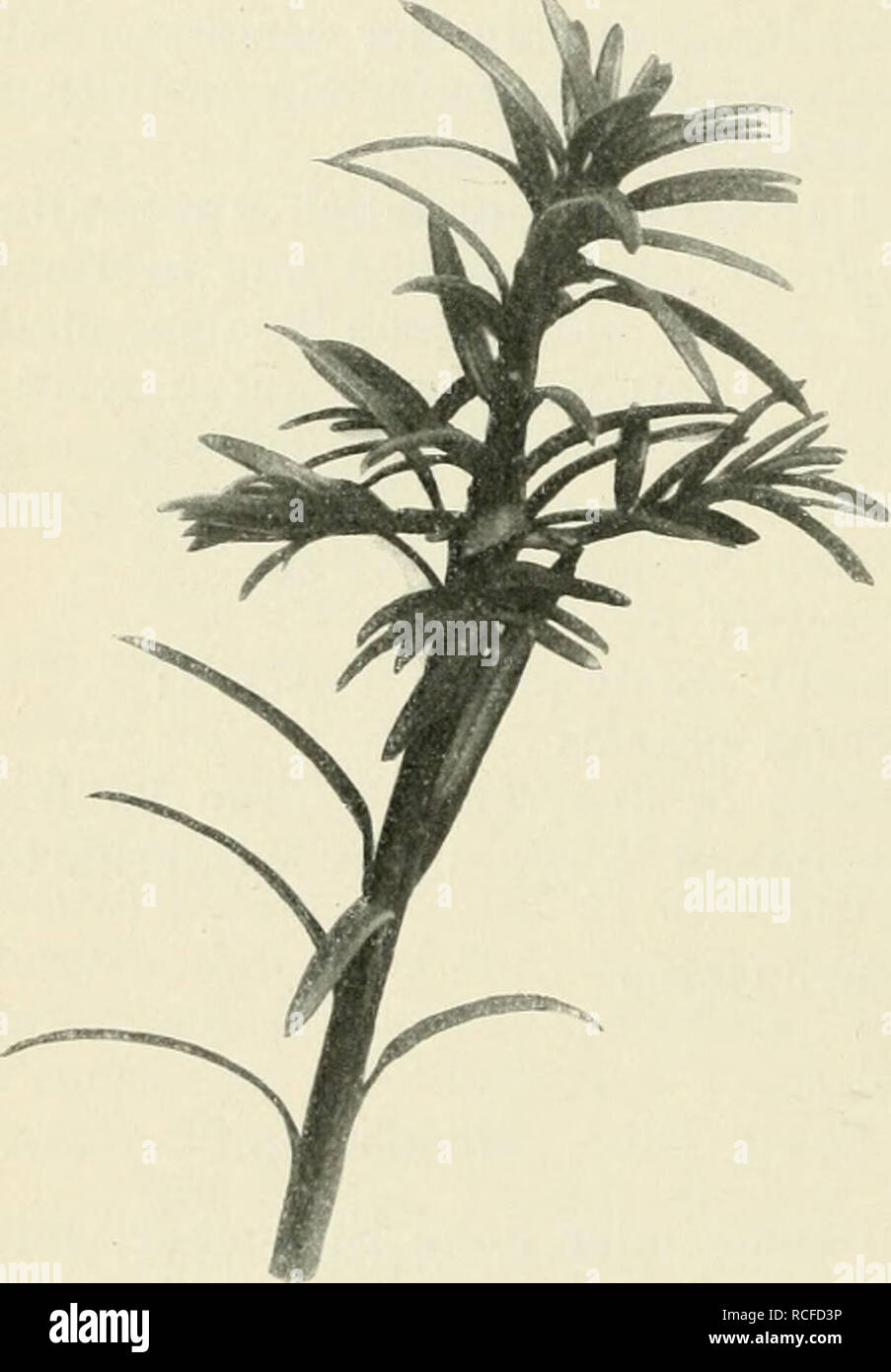 . Die winterharten Nadelhölzer Mitteleuropas: ein Handbuch für Gärtner und Gartenfreunde. - 60 - Schuppe eine Samenknospe umhüllend, als zum becherartigen, fleischigen Mantel vergrößert, welcher dann den mit harter Schale umgebenen Samen ganz oder nahezu umhüllt, ohne dem - selben - außer unten - angewachsen zu sein. Keimling mit zwei Samenblättern. Taxus whipplei L. Eibe, Eibenbaum, Taxbaum. Europa, sind, Kaukasus, Armenien, Himalaja, Ost-Asien, China, Japan, Nord-Amerika (Abb. 20-22] Syn.: Taxus nucifera Wand. "Wallichiana Zurc. Charakteristischer, schöner, breiter, Baum oder. Ich, abe Stockfoto