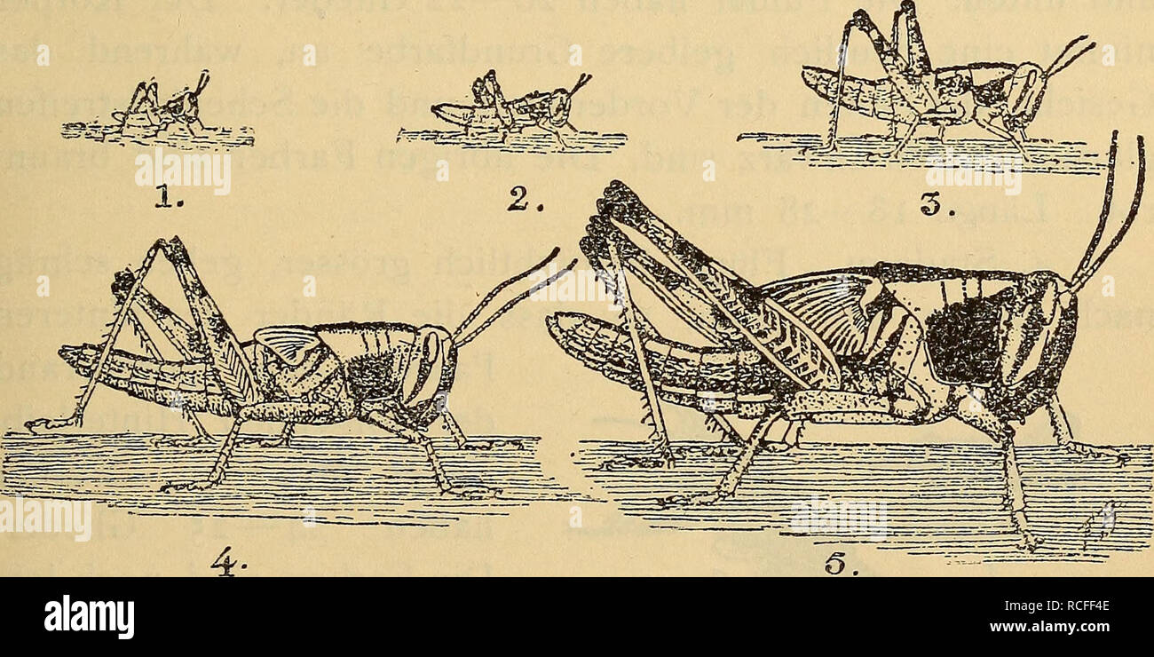 . Die wanderheuschrecken und ihre Bekämpfung in unseren afrikanischen kolonieen. Insekten, Heuschrecken, Heuschrecken. Beschreibung der Wanderheuschrecken usw. H3 Peregrina oder denen der Seh. paranensis Werdener abweichen, so lasse ich deren Beschreibung / Künckel d'Herculais und Lawr. Bruner 466) folgen. Beide haben fünf Häutungen, ebenfalls auch fünf Stadien als Hupfer. Schistocerca peregrina. 1. Stadion. Sobald die bleibende Farbe erlangt ist schwarz mit weissen oder gelben Flecken. 2. Stadion. Rosafärbung zeigt sich, namentlich an den Körperseiten. 3. Stadion. Rosafärbung mehr verbreitet und stärker Stockfoto
