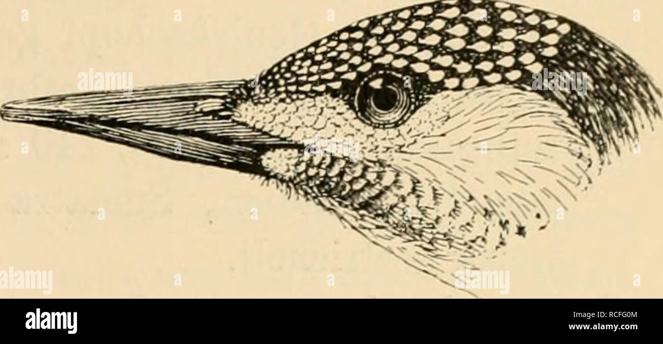 . VÃ¶gel Sterben; Handbuch der systematischen Ornithologie. Vögel. Picidae. Spechte.. (Abb. 34); Al)er Oberseite nicht Hölle gebÃ¤nclert, sondern gefleckt, Kehle in weissem Grunde schwarz gefleckt oder gestrichelt, etwas kleiner. Angola. Â In Deutsch-Ostafrika sterben Ahart sKÃ¼/ielicus Hchw. mit hellerem Kot mit dem Oherkopfe. Â â Kropf mit rundlichen schwarzen Flecken, ich 'Unkten oder feinen Stri-chelchen: 5. 5. Dr. Kehle reinweiss oder rothraun: D.^. ^, Flg. 34. bennettl (A. Sm.). RÃ¼Cken und FlÃ¼gel in verwaschenen Grunde olivenhraunem, gelblich weisslich gefleckt oder gebÃ¤ndert, Oberkopf beim q^ro Stockfoto