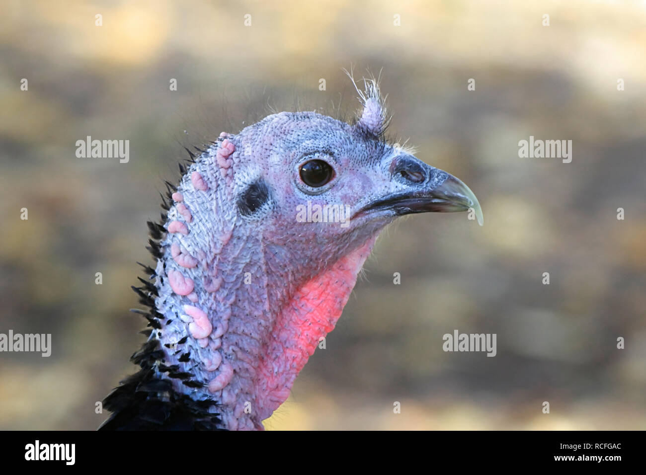 Inland Türkei, Meleagris gallopavo, der spanischen Schwarz' oder 'Norfolk des Race Schwarz' Stockfoto