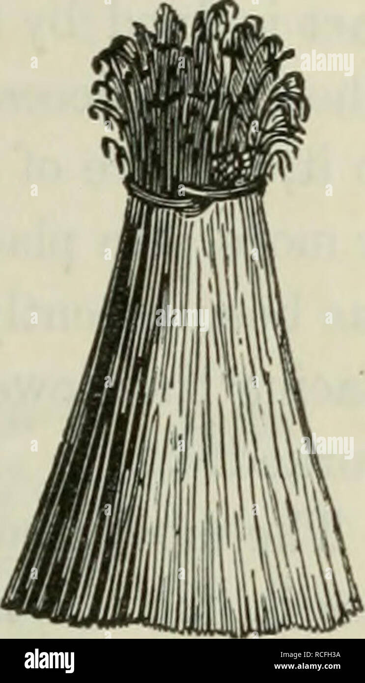 . Elemente der praktischen Landwirtschaft; Verstehen der Anbau von Pflanzen, die Haltung der Haustiere, und die Wirtschaft der Farm. Getreide Gräser. 215. so dass der Boden ausgestreckt werden, und jeder der Garbe, separat und auf seine eigene Basis, (Abb. zu stehen. 121). In diesem Zustand die Garbe ist von den Verletzungen Bild weniger geschützt. 121. auf das Wetter, aber einen leichteren Zugang in die Luft, es trocknet schneller und ist nicht so geeignet, verletzt zu werden, wenn Sie in einem nassen Zustand gebracht worden ist. Bevor diese losen Scheiben vom Boden entfernt sind, sollten Sie eng zusammen in gebunden. Stockfoto