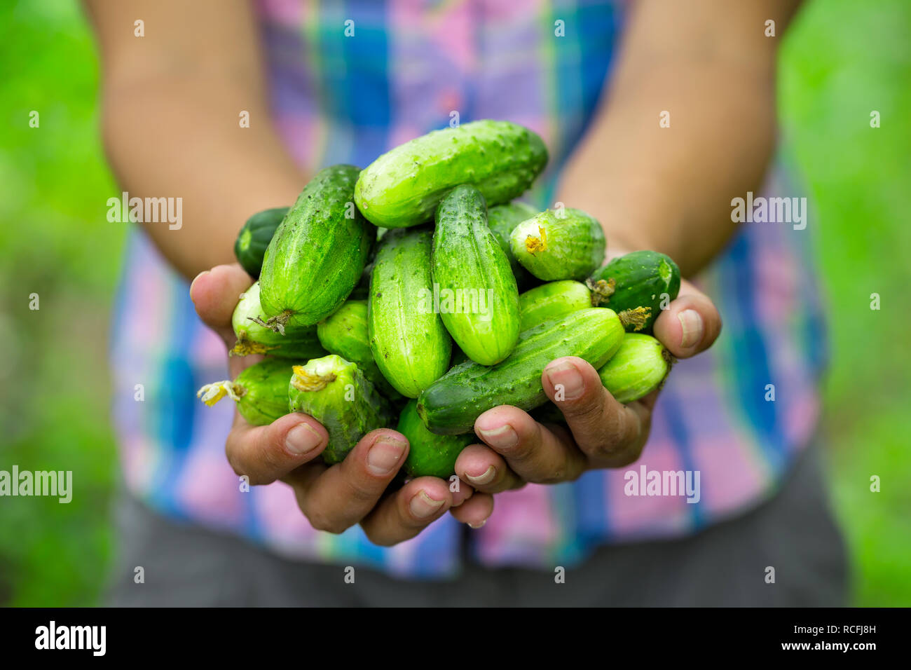 Ernte Der Gurken In Den Handen Von Frau Bauer Stockfotografie Alamy
