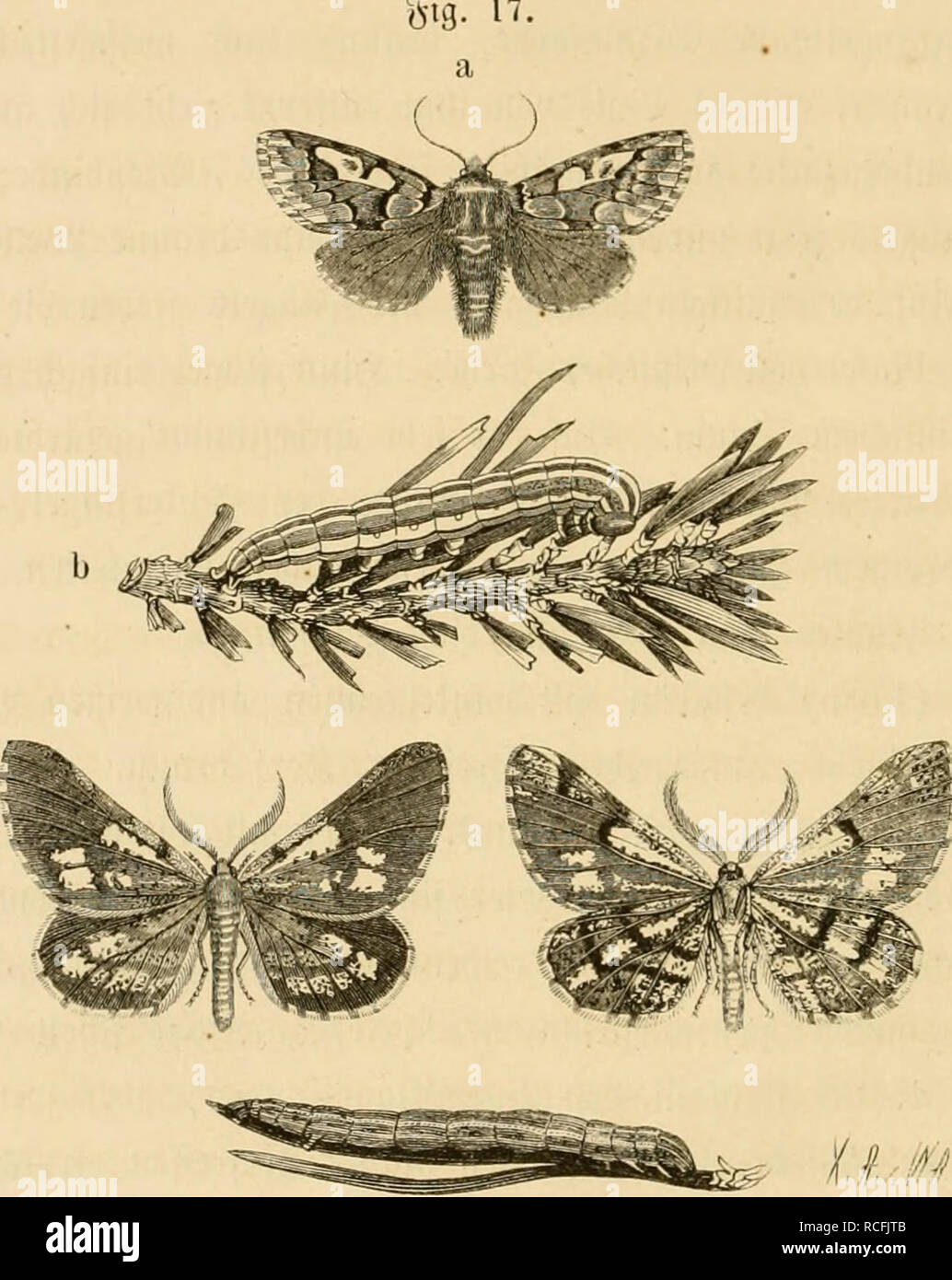 . Die thiere des Waldes. Zoologie; Zoologie; Wald Tiere. 124 3 u fccn Fiinf, y>;;;;;;;^ Cv3 an; rcu Krieg fie in @d; (cficii Uub'^ofcu Uub in Tränten - bürg ücrbrettct. ® ie Üuuipeu ticbftcu freffeu bin tu giiüüüc (; figeu, fvifd^ Cu, 20-40 jiäl; Röntgen, aio iiod; lange Ntd; t f; anbaren iÖeftänbcn Uub fiub baburd; um fo fd; äblid; er. Sie t; bei Jaf^^e g-lreid clubc, inbciu Üial^ cburg über 80 @d; (upfwcei^en unb Oiaubfüegen anö I (; r gebogen l; an. lieber j'ic nnb bie 53 orbauungci^ nnb; ich 5 erti (gungönüttc (, bie gegen bte govfente anjuiüenben [inb,] pred; en mir in alle Satbbcrbevbev nmfaffenber ißeife fpäter.. ® ic Äicf Stockfoto