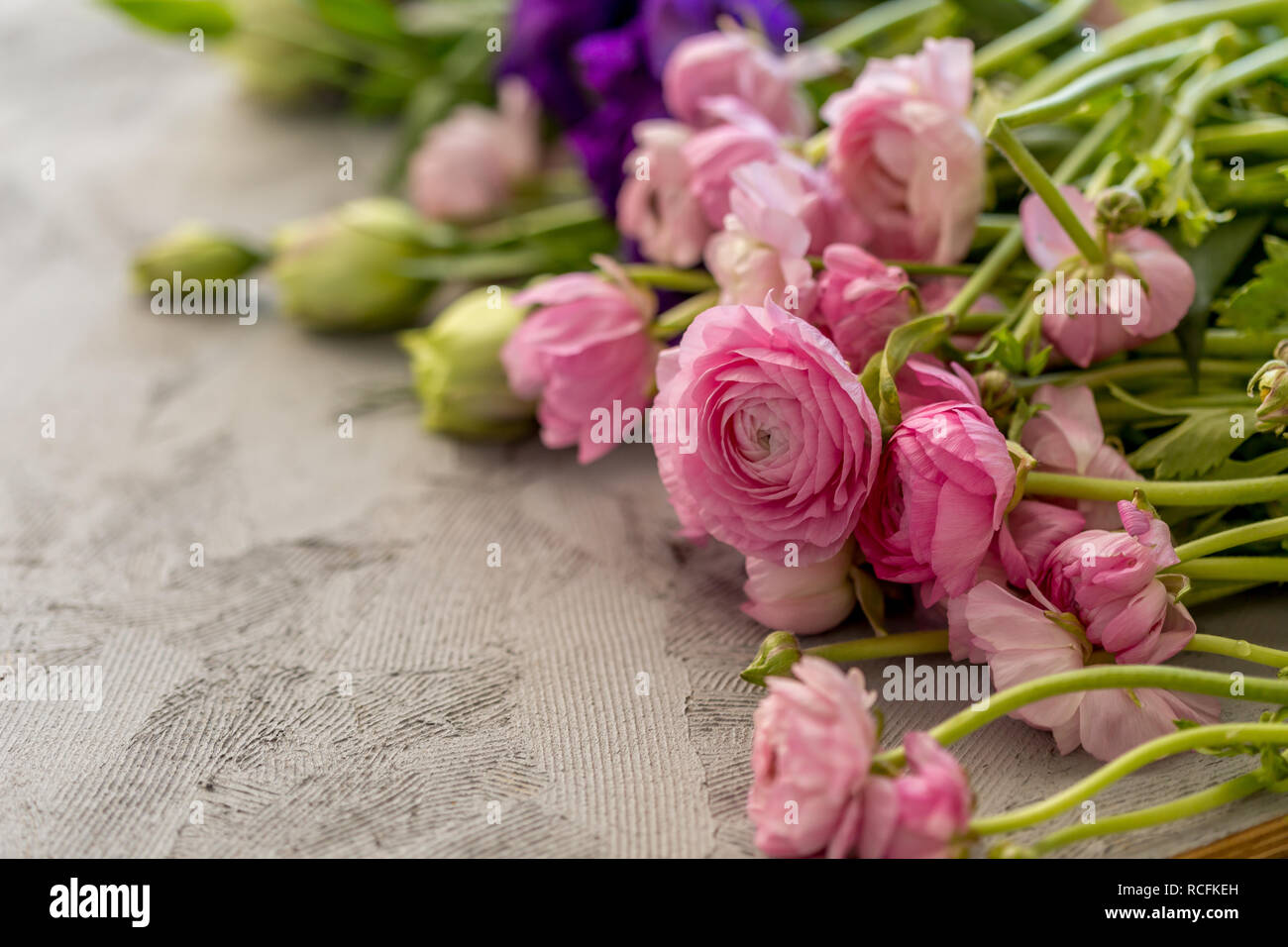Feder Konzept. Horizontale Schuß von Rosa ranunkeln Verlegung auf grauem Beton Tischplatte. Kopieren Sie Platz. Stockfoto