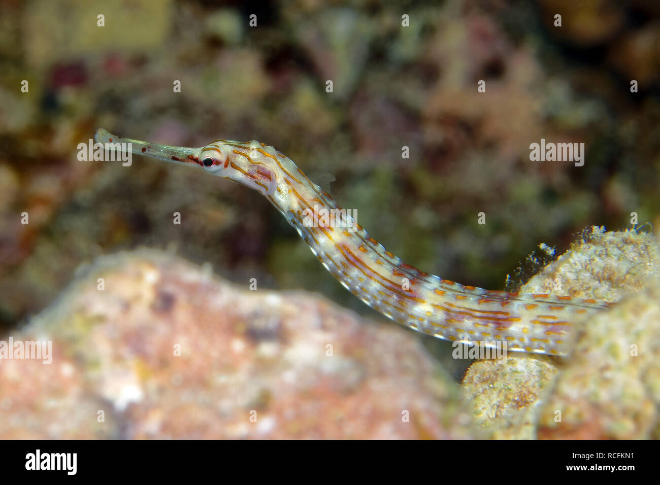 Seenadeln - Corythoichthys sp. Stockfoto