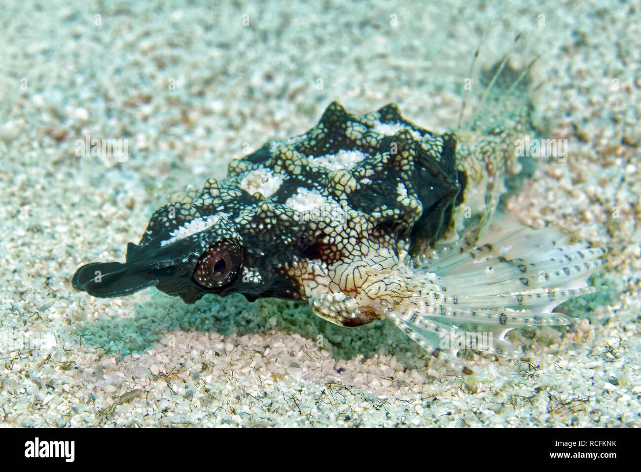 Wenig dragonfish - Eurypegasus draconis Stockfoto