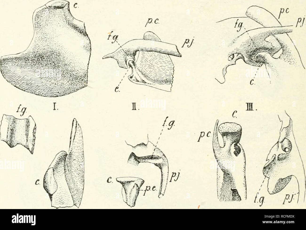 . Säugetiere sterben. Einführung in die Anatomie und Systematik der fossilen recenten und Mammalia. Anatomie, Vergleichende; Säugetiere; Säugetiere, Fossil. IL Skelet. Gegnen und durch innige Knorpel- und Bandverbindung sterben Symphyse niandibularis darstellen. Sie bleibt zeitlebens bestehen oder macht erst im Alter einer Ein-kvlosierung Platz. Zuweilen geschieht, stirbt früher, z. B. beim Pferd bereits f () Tal. Im allgemeinen wenig beachtet ist Sterben von Teutleben bei Nagern entdeckte Beweglichkeit der Nummern-oper Unterkieferhälften gegeneinandei", sterben auch l) ei Macropodidae und Soiicidae sich tindet und bei den Stockfoto