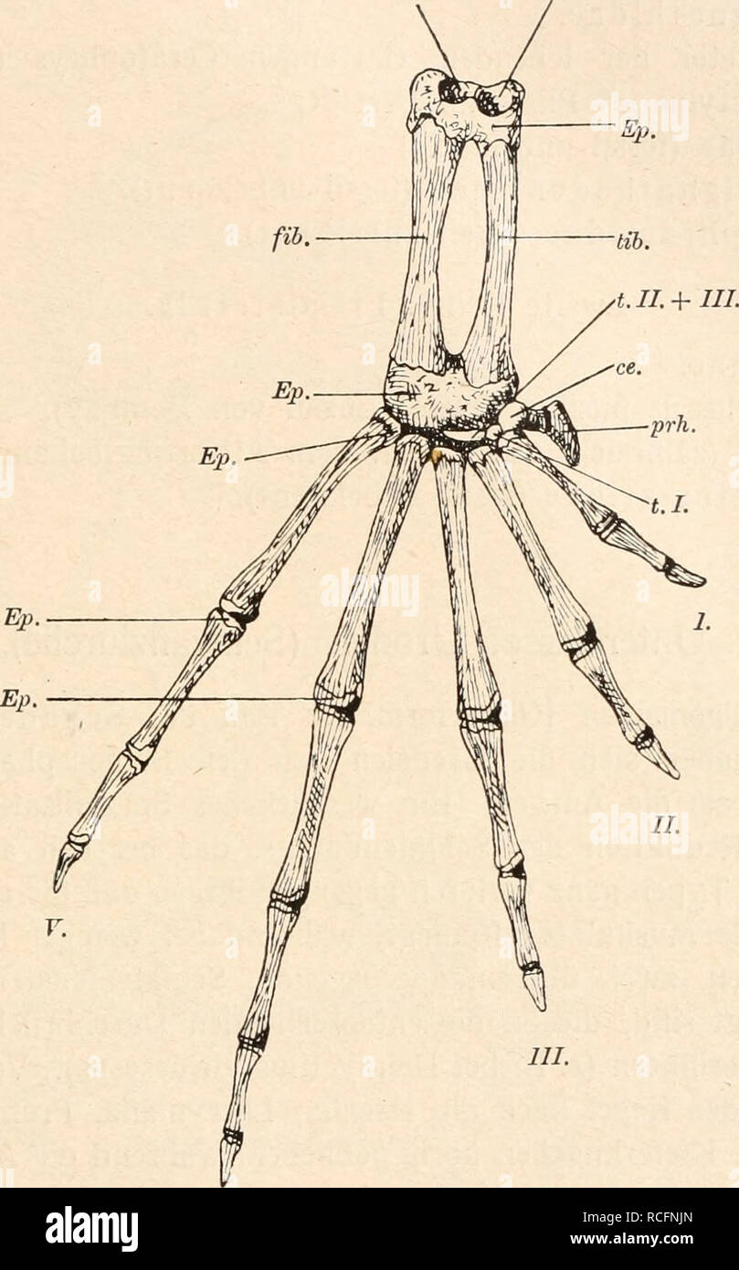 Die Stamme Der Wirbeltiere Evolution Palaontologie Wirbeltiere Amphibien Lurche 323 F Bufonidae Eobatrachus Agilis Marsh Oberer Jura Como Betten Von Mar Ming Bufo Serratus Filh Alttertiare Phosphorit Des Quercy G Fi G