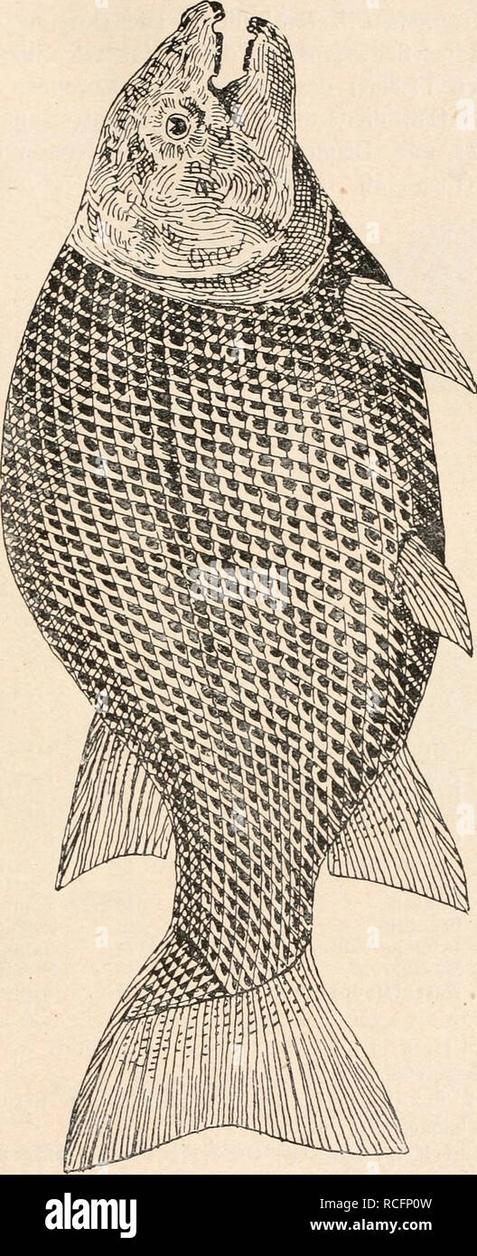 . Die stÃ¤mme der Wirbeltiere. Evolution; Paläontologie; Wirbeltiere. /Fische (Fische). 201 Aetheolepis. Â von NeusÃ¼dwales. Schuppen mit dem VorderkÃ¶rper Rhom-bisch, nach hinten alle - mÃ¤fröhlich in der zykloide Schuppen Ã¼bergehend (Abb. 155).1 Colobodus. - Mittlere und obere Trias Deutschlands, der Ostalpen und Italiens. Â KÃ¶rper ziemlich hoch, seit-lich komprimiert, RÃ¼cken- und Nach-flosse groÃ und hoch, Schuppen am Hinterrhein - Rande gezackt, Zöllner¤hne halbkugelig, ein Duro-phagen GebiÃ bil dividendenberechtigte Stückaktie. 2 Lepidotus. KÃ¶rper Seitliche kom- primiert, bei einigen Arten sehr hoch (z. B. bei L. palliatus), Bru Stockfoto