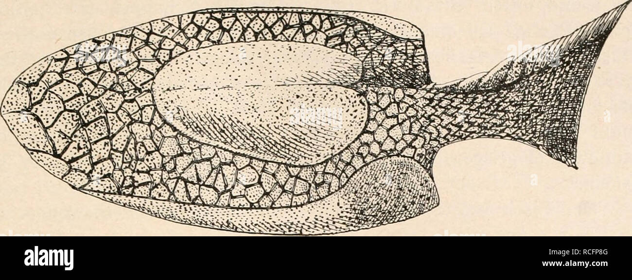 . Die Stämme der Wirbeltiere. Evolution; Paläontologie; Wirbeltiere. Fische (Fische). 81. Abb. 42. Rekonstruktion von Drepanaspis Gemündenensis, Schlüter, aus dem Unter-Devon von Gemünden in Rheinpreußen, in etwa 1/5 Nat. Gr.; Ansicht schräge von oben und von links. (Orig.-Rekonstr.) M. Zelt. Bitte beachten Sie, dass diese Bilder sind von der gescannten Seite Bilder, die digital für die Lesbarkeit verbessert haben mögen - Färbung und Aussehen dieser Abbildungen können nicht perfekt dem Original ähneln. extrahiert. Othenio Abel, 1875-1946. Berlin W. De Gruyter Stockfoto