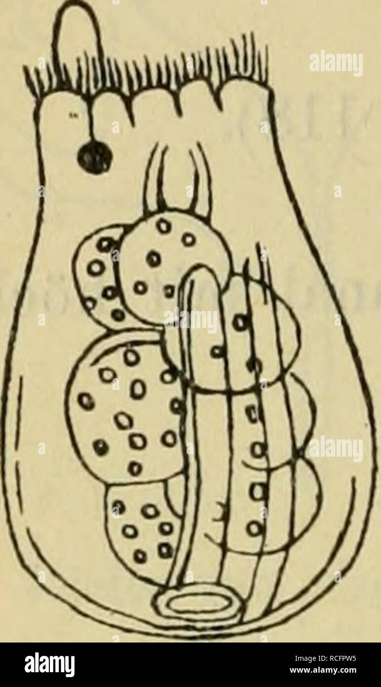 . Sterben SÃ¼sswasserfauna Deutschlands: eine Exkursionsfauna. Süßwasser Tiere; wirbellose Tiere. 68 Collin, 1 1. Asc. Saltans Bartsch (Abb. 119). {==Asc.agili Zach, = Saccuhis hyalimis Kellic). Mit dem RÃ¼cken 2 scharfe, nach hinten etwas konvergierende LÃ ¤ ngsleisten. Bei seitlicher Lage erscheint auf jeder Seite noch eine LÃ ¤ ngsleistc. (5^ Unbek. / Mitunter stoÃweise. LÃ¤nge 140 ^ Ich. PlÃ¶n, Tübingen. Bitte beachten Sie, dass diese Bilder aus gescannten Seite Bilder, die digital für die Lesbarkeit verbessert haben mögen - Färbung und Aussehen dieser Abbildungen extrahiert werden kann Stockfoto
