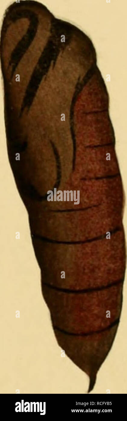 . Die Schmetterlinge der Philippinischen Inseln. Beitrag zur indo-malayischen lepidopteren - Fauna. Lepidoptera; Motten. . Bitte beachten Sie, dass diese Bilder sind von der gescannten Seite Bilder, die digital für die Lesbarkeit verbessert haben mögen - Färbung und Aussehen dieser Abbildungen können nicht perfekt dem Original ähneln. extrahiert. Semper, Georg. Wiesbaden, C. W. Kreidel Stockfoto